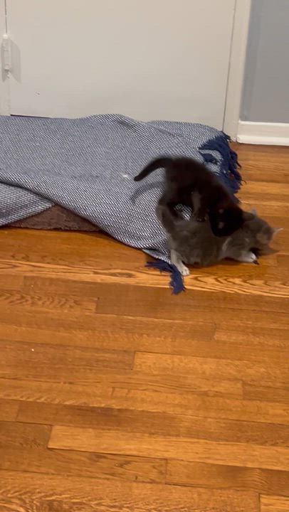 Enlarge Lionel Messi, an adopted Domestic Long Hair in Syosset, NY video 4/5