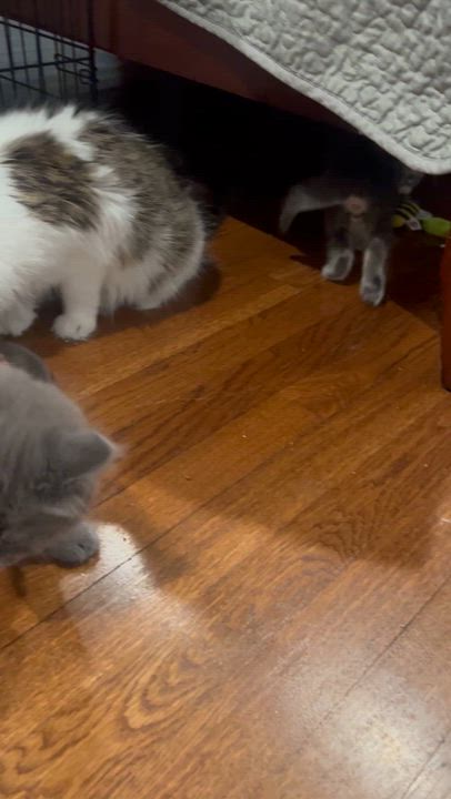 Enlarge Lionel Messi, an adopted Domestic Long Hair in Syosset, NY video 5/5