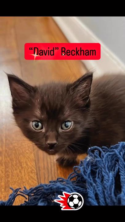 Enlarge Lionel Messi, an adopted Domestic Long Hair in Syosset, NY video 3/5