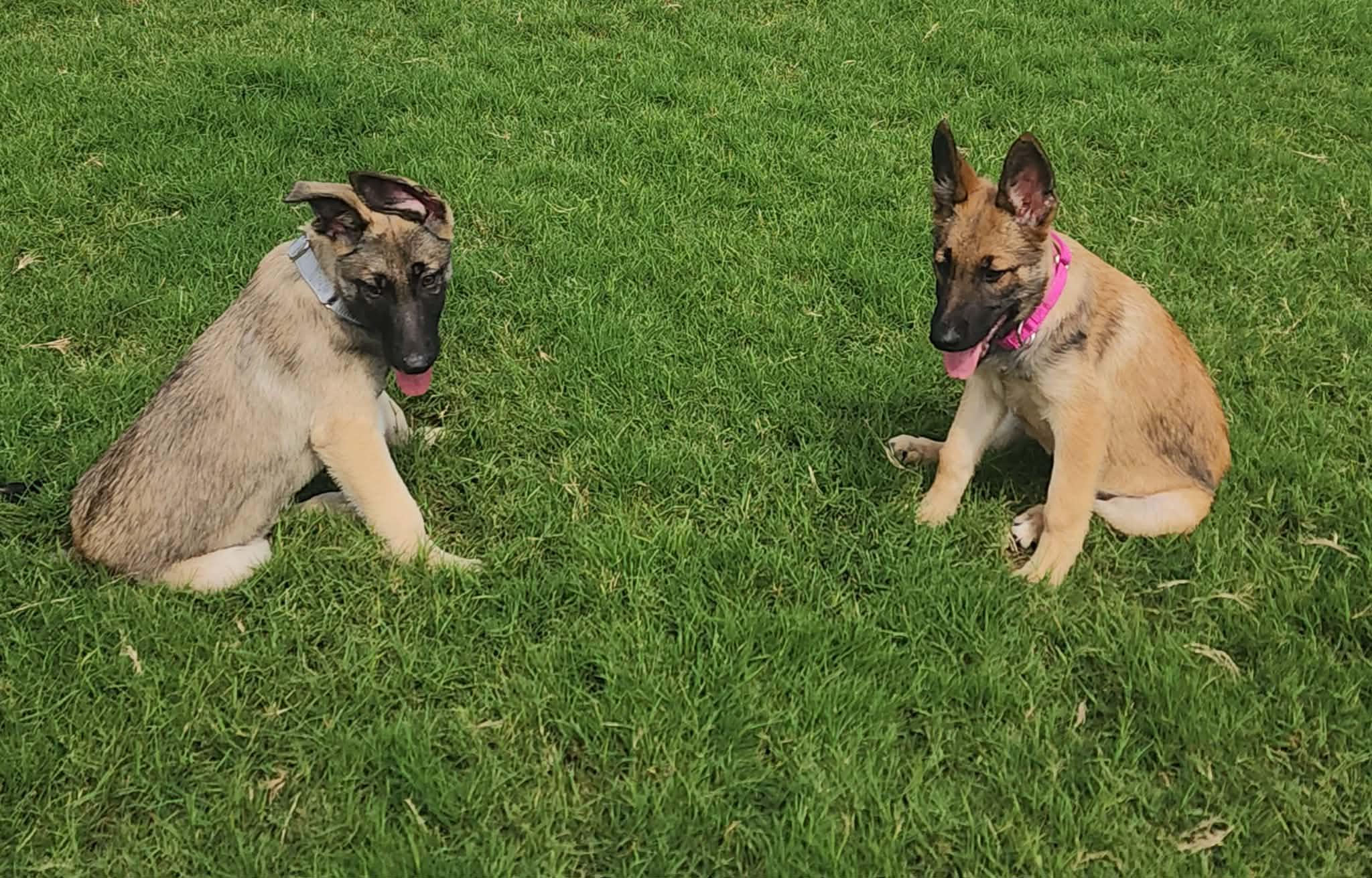Enlarge Memphis, an adopted Belgian Shepherd / Malinois in Lockhart, TX image 4/6
