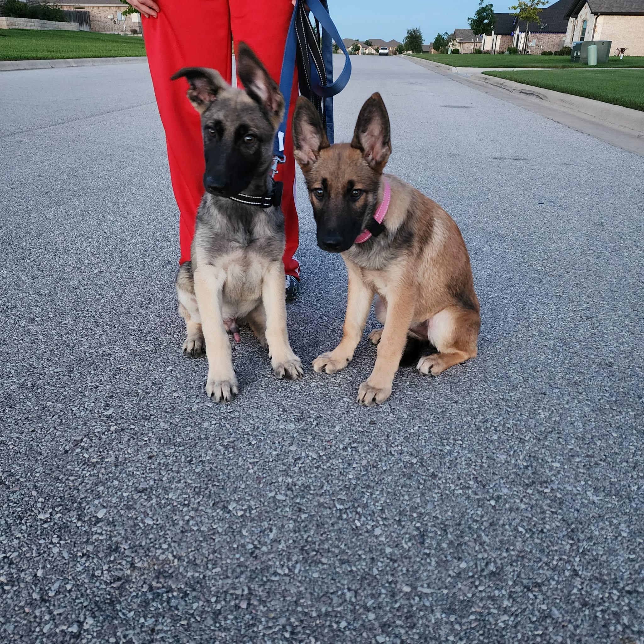 Enlarge Memphis, an adopted Belgian Shepherd / Malinois in Lockhart, TX image 2/6