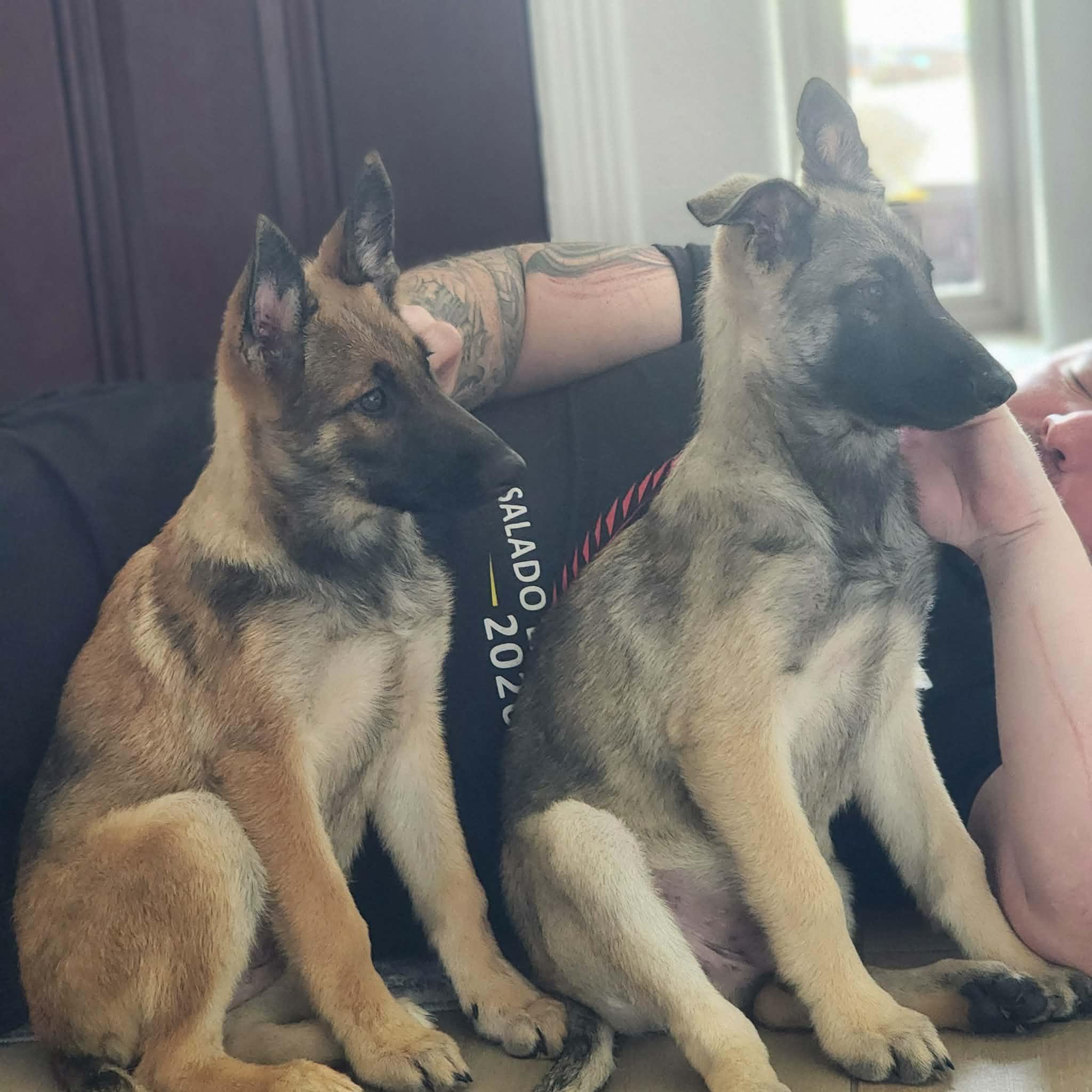 Enlarge Memphis, an adopted Belgian Shepherd / Malinois in Lockhart, TX image 6/6