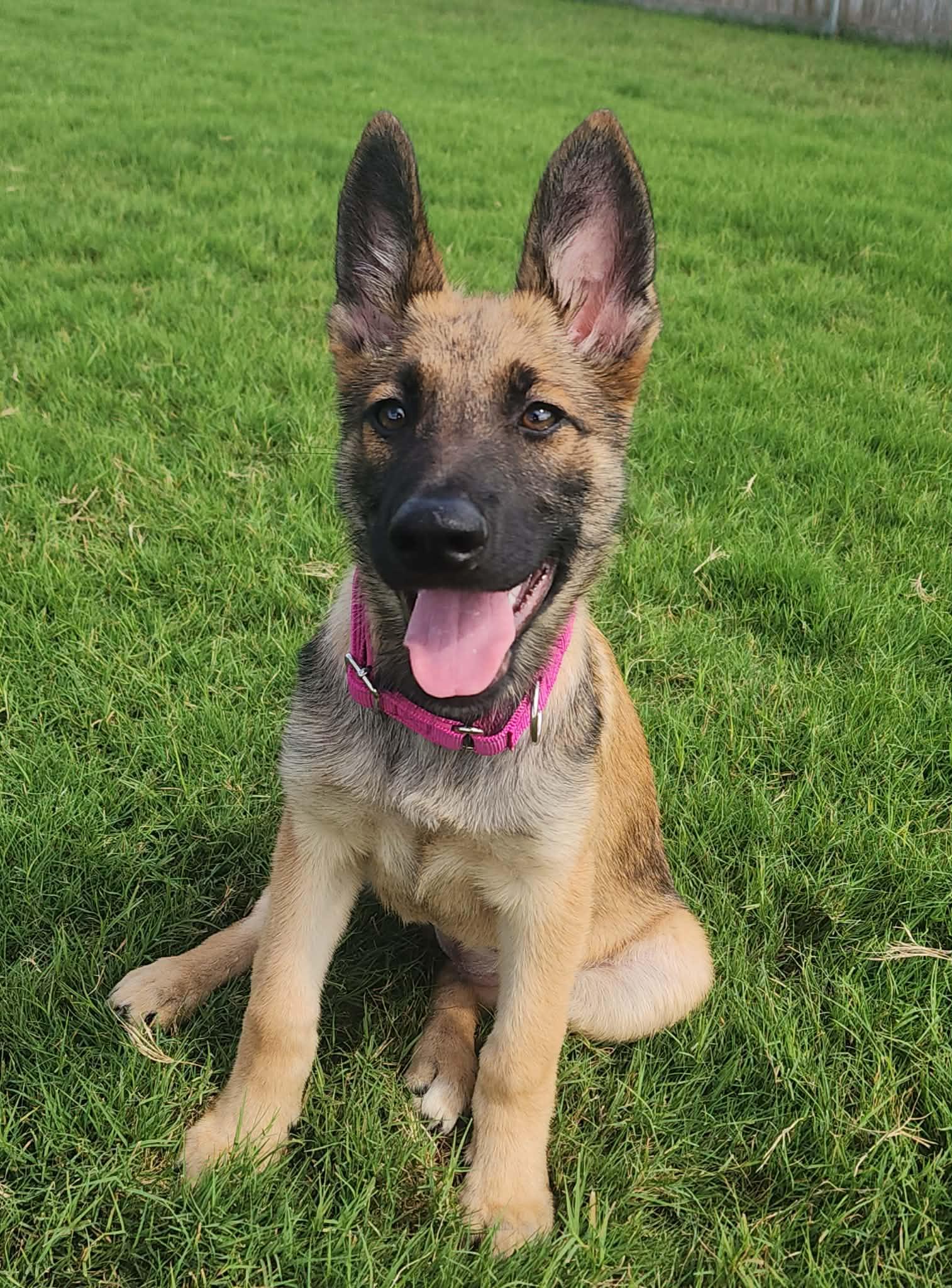 Memphis, adopted, Puppy Female Belgian Shepherd / Malinois.