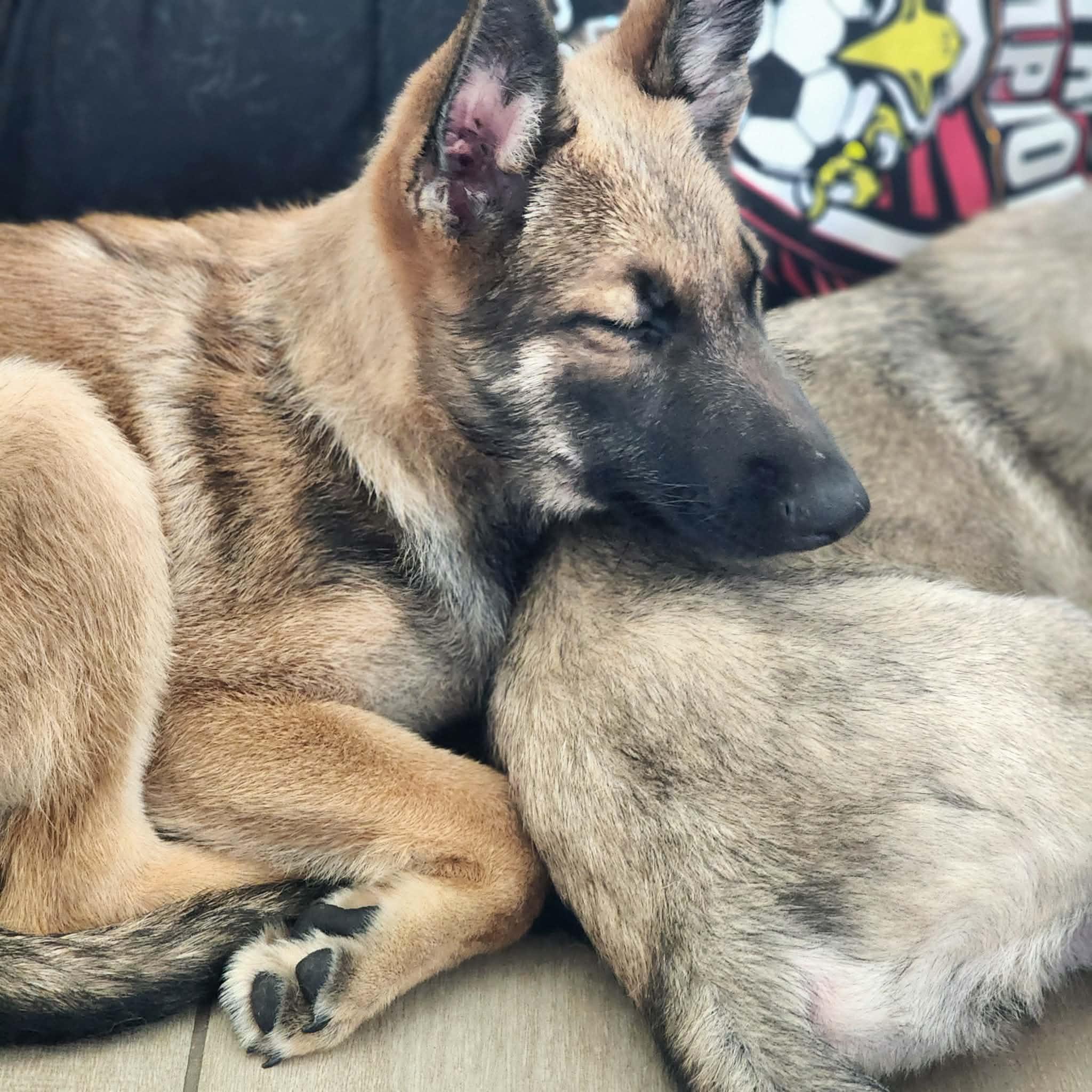Enlarge Memphis, an adopted Belgian Shepherd / Malinois in Lockhart, TX image 5/6
