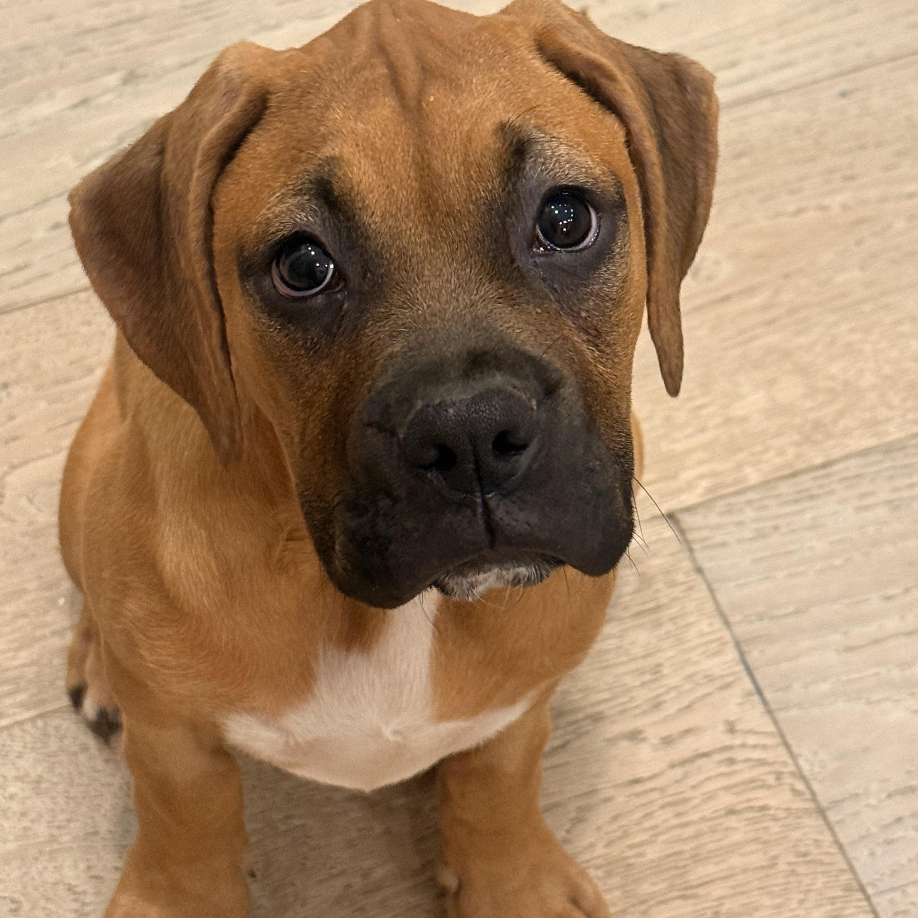 Stevie, adopted, Puppy Female Boxer.