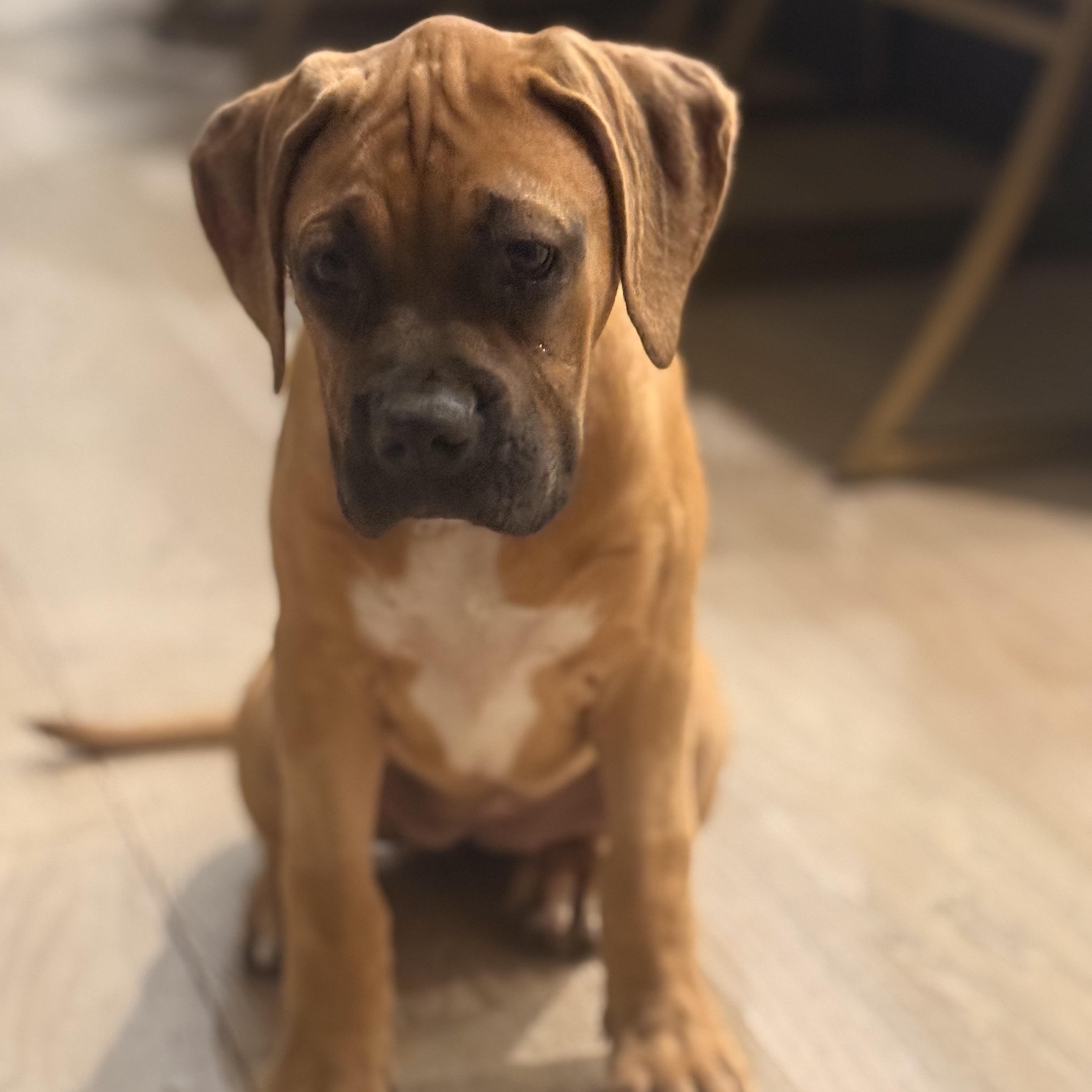 Enlarge Stevie, an adopted Boxer in Brentwood, TN image 2/2