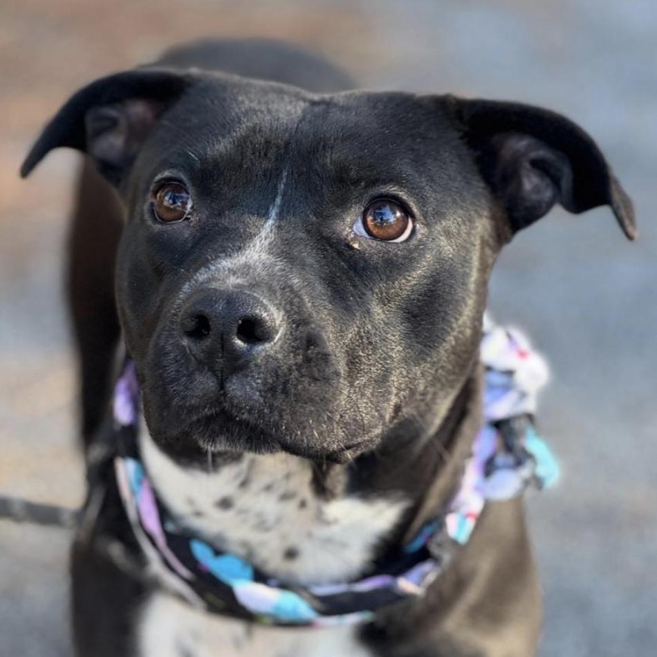 Winnie, ADOPTABLE, Young Female Mixed Breed.