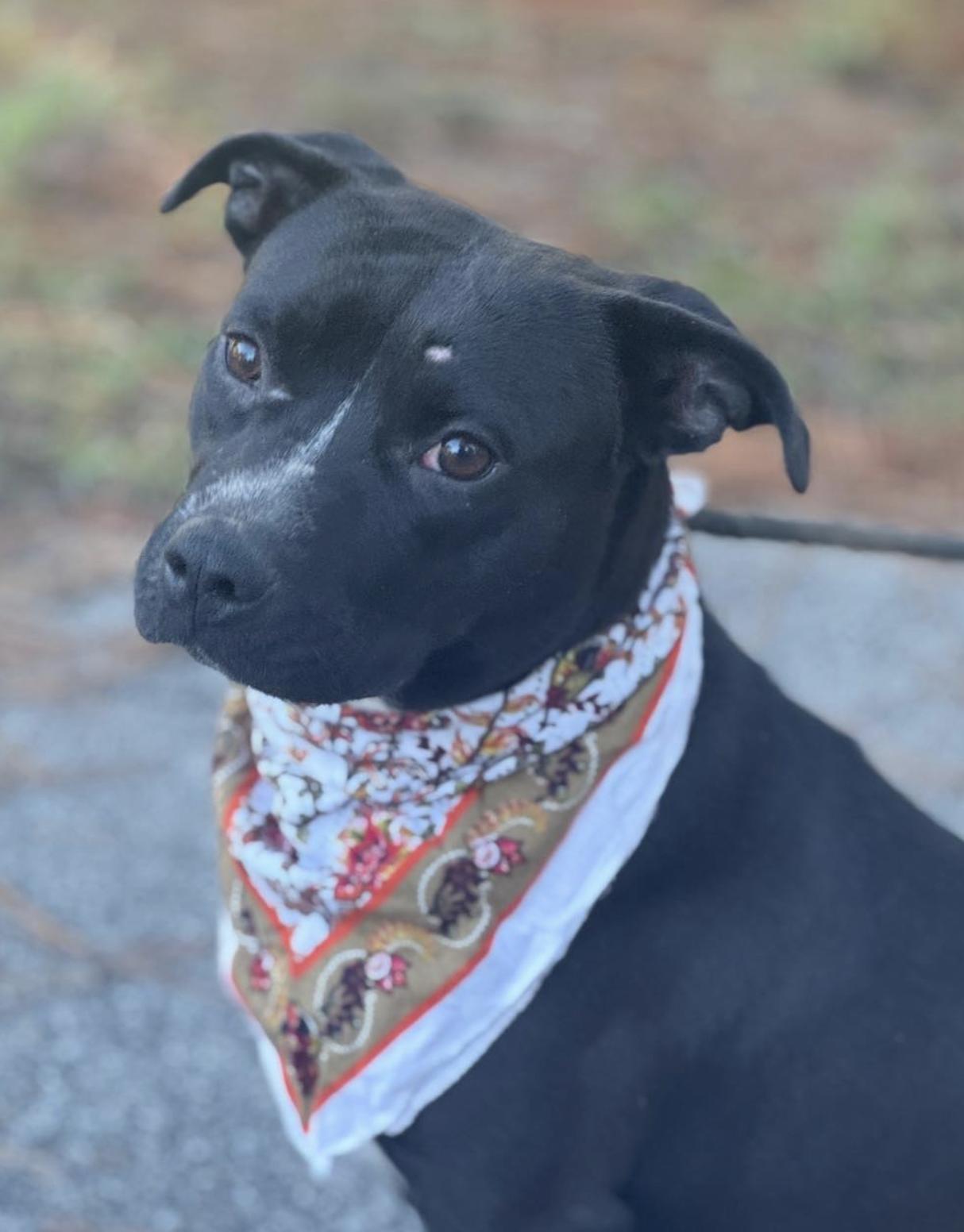 Enlarge Winnie, a ADOPTABLE Mixed Breed in Sumter, SC image 1/1