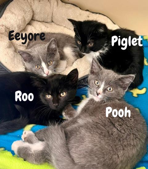 Enlarge Roo, a Adoptable Domestic Short Hair in Webster, WI image 1/3