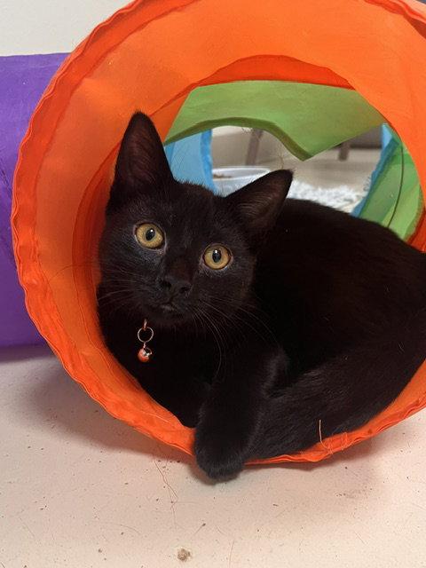 Roo, Adoptable, Young Female Domestic Short Hair.