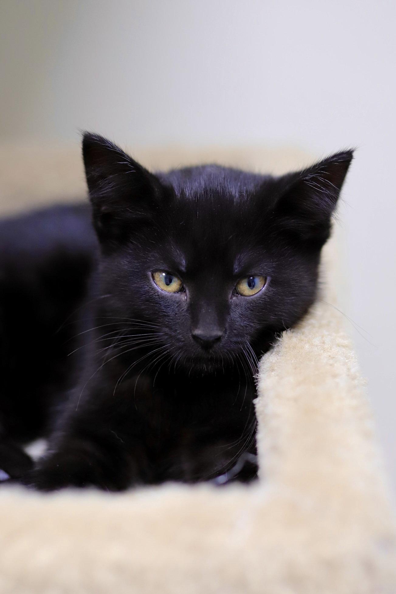 Enlarge Roo, a Adoptable Domestic Short Hair in Webster, WI image 2/3