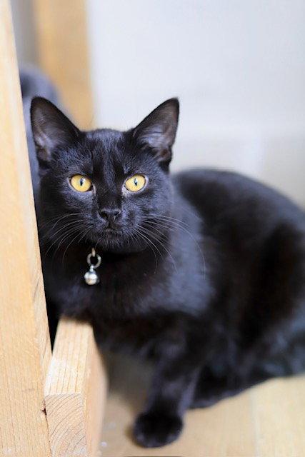 Roo, a Adoptable Domestic Short Hair in Webster, WI image 2/3