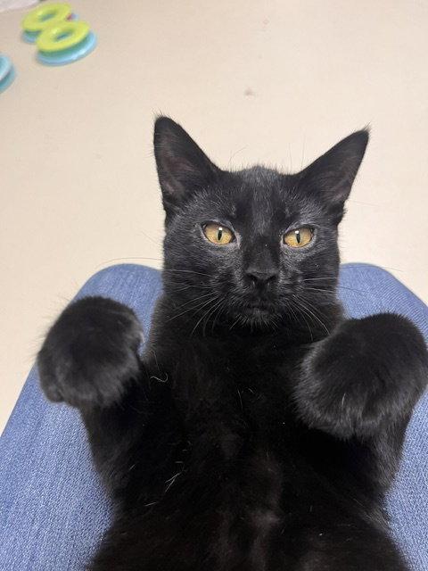 Roo, a Adoptable Domestic Short Hair in Webster, WI image 3/3