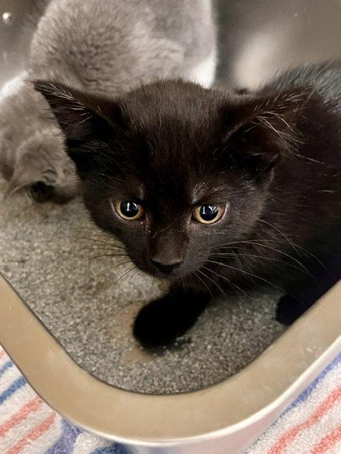 Enlarge Roo, a Adoptable Domestic Short Hair in Webster, WI image 3/3