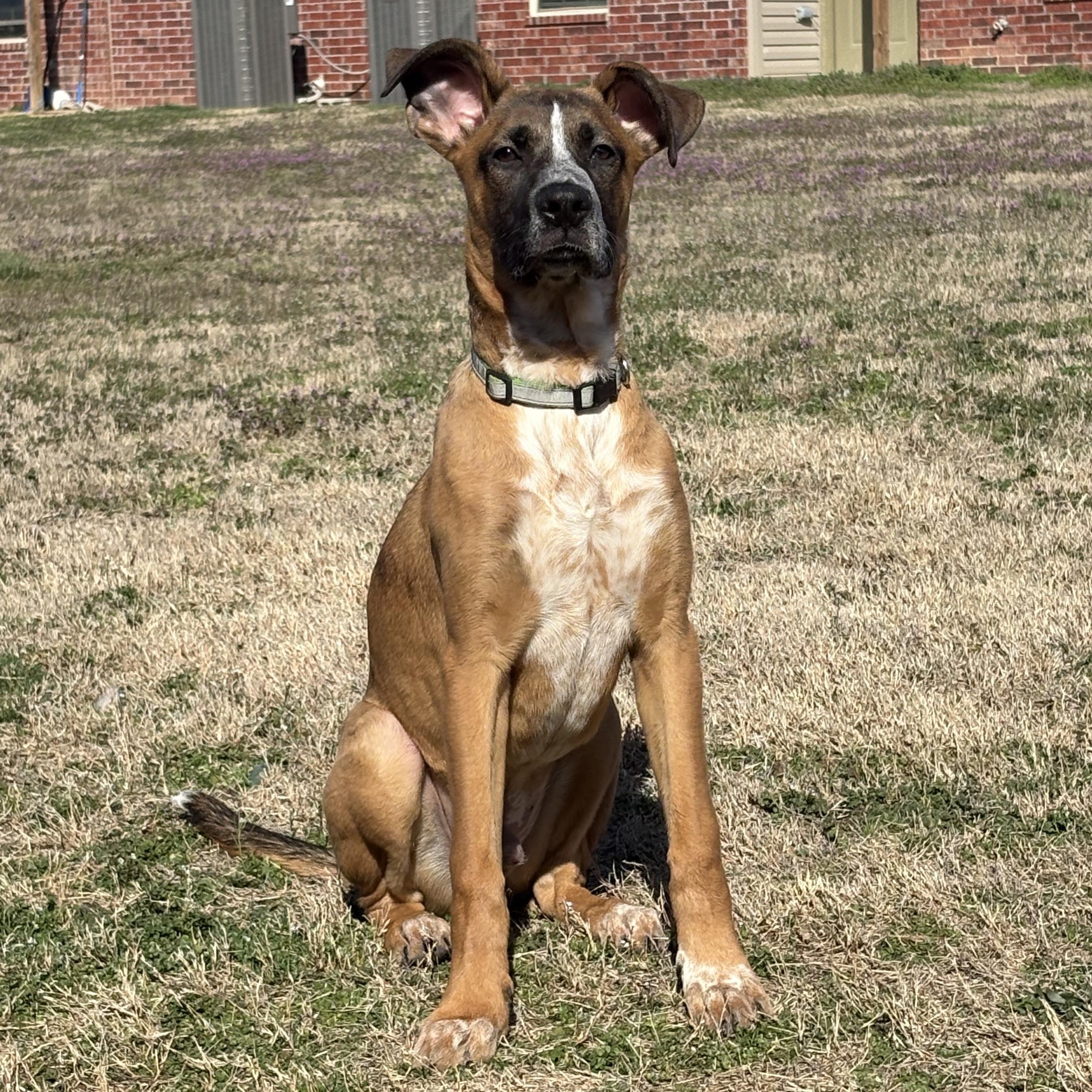 Enlarge Mister, a Adopted mixed breed in Colcord, OK image 4/6