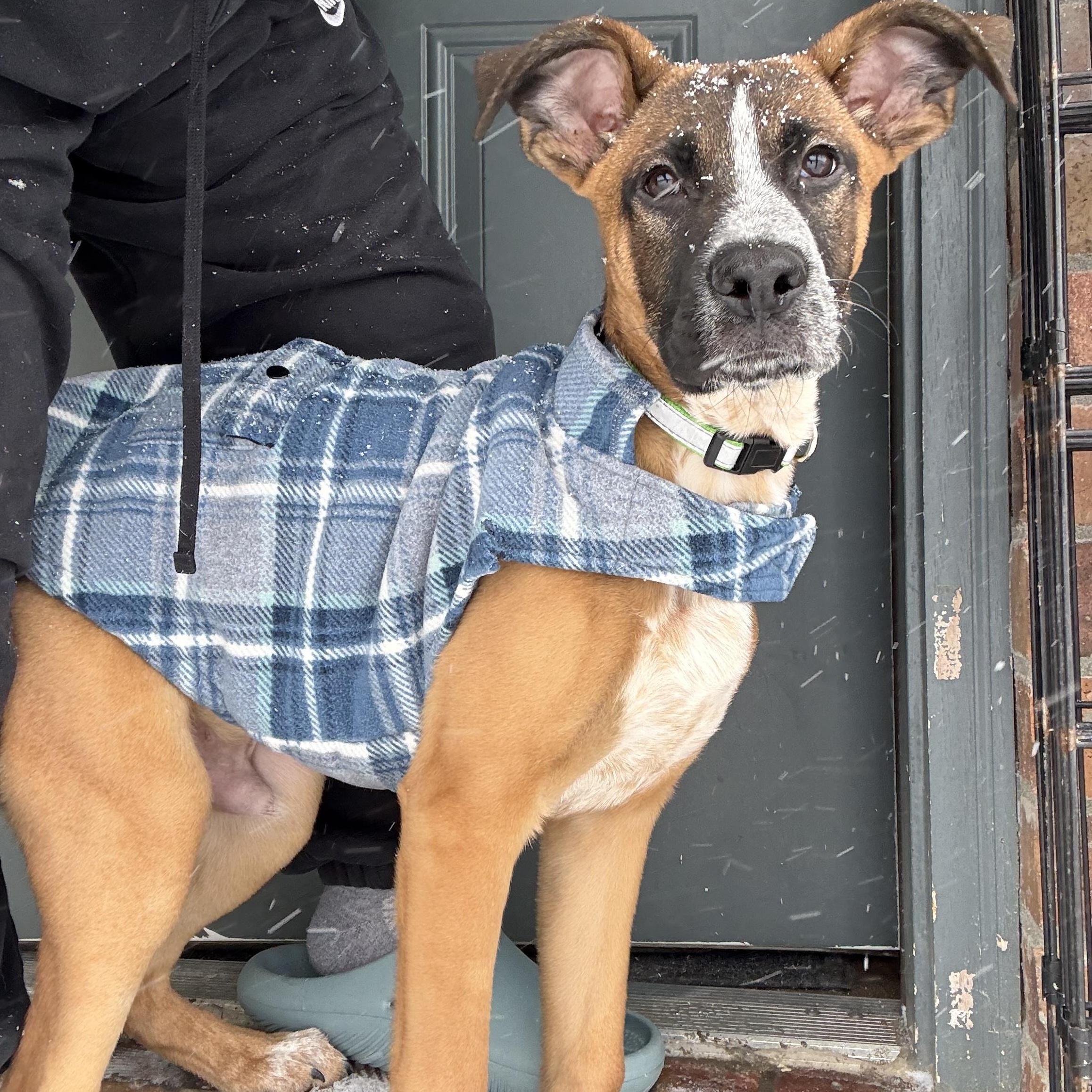 Enlarge Mister, a Adopted mixed breed in Colcord, OK image 6/6