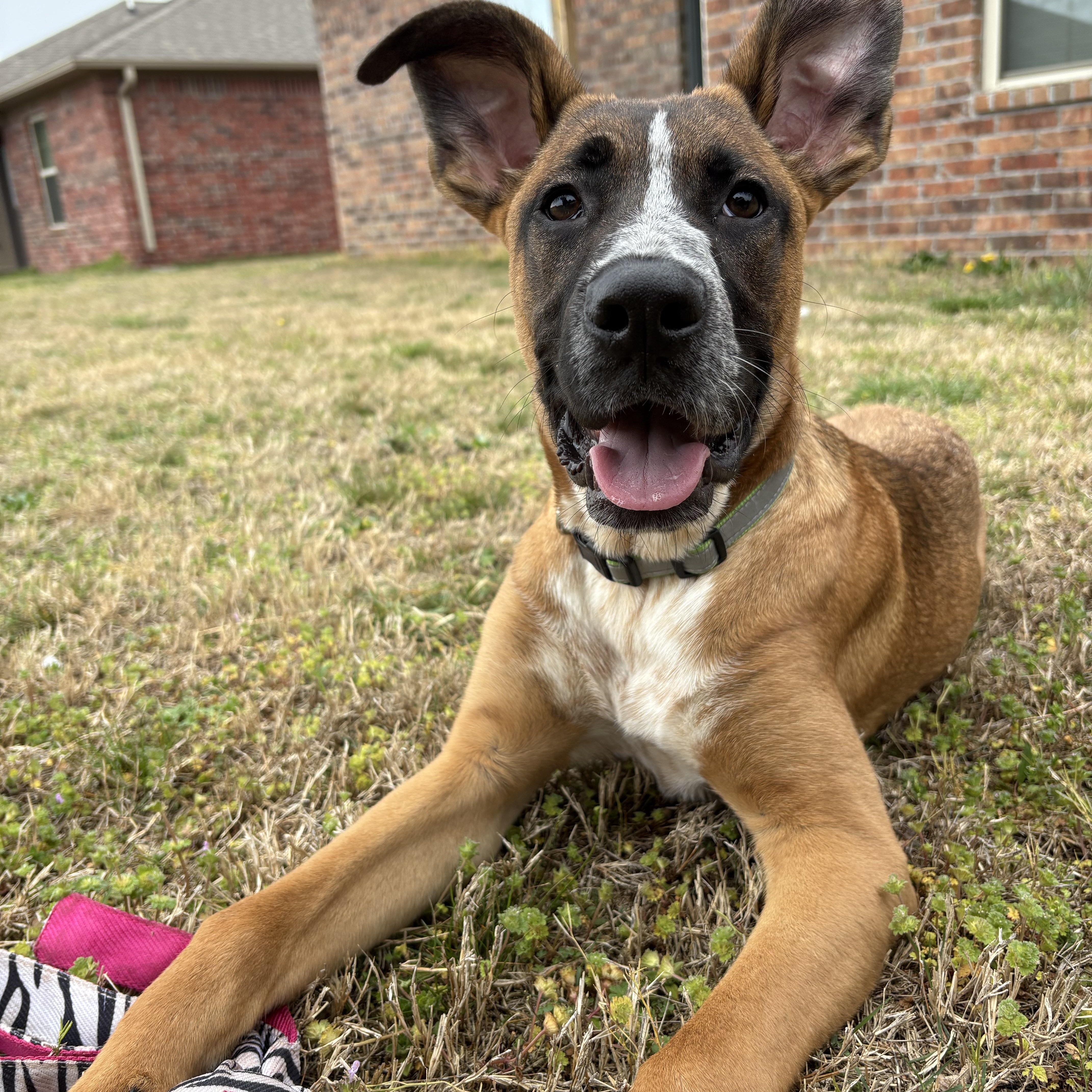 Enlarge Mister, a Adopted mixed breed in Colcord, OK image 1/6