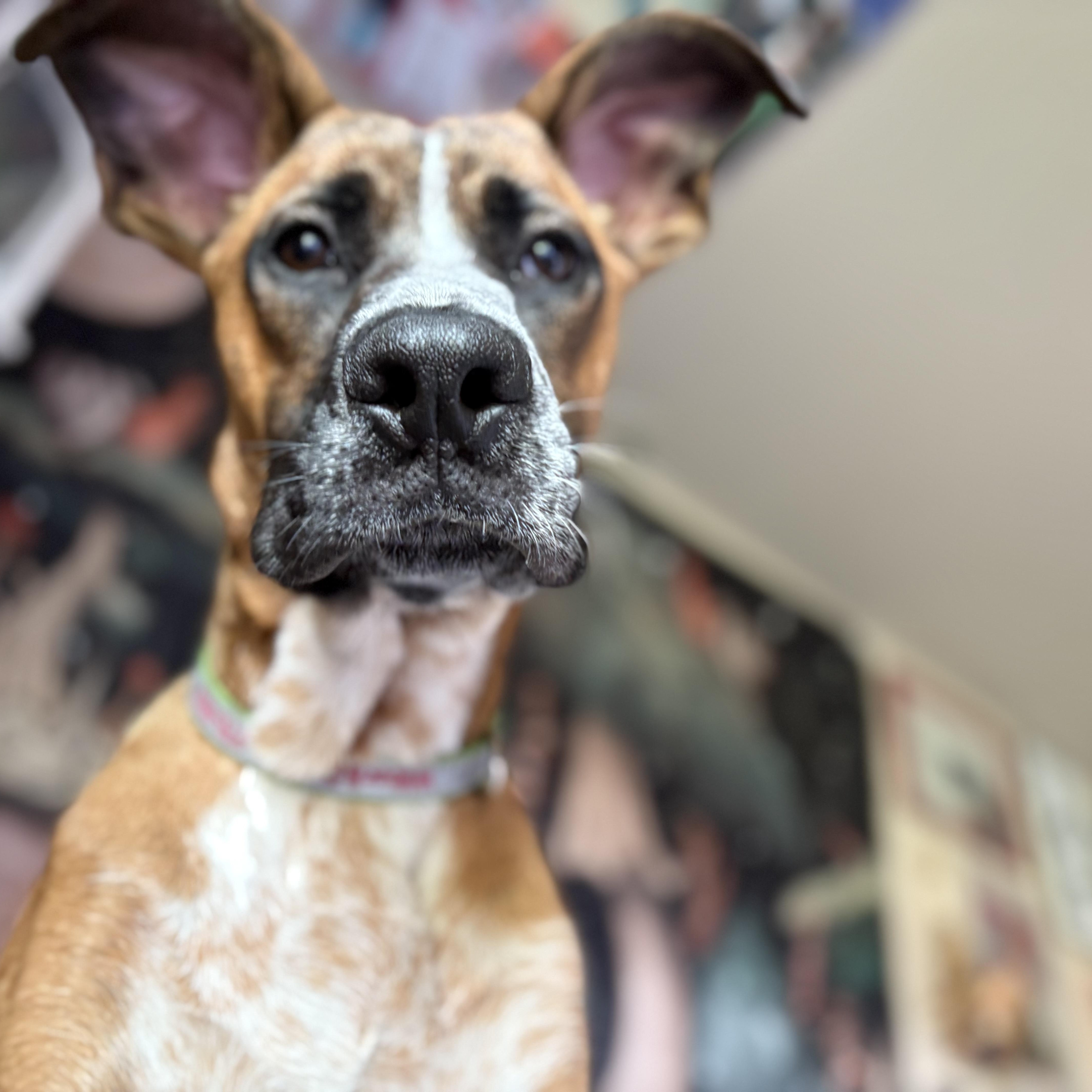 Enlarge Mister, a Adopted mixed breed in Colcord, OK image 2/6