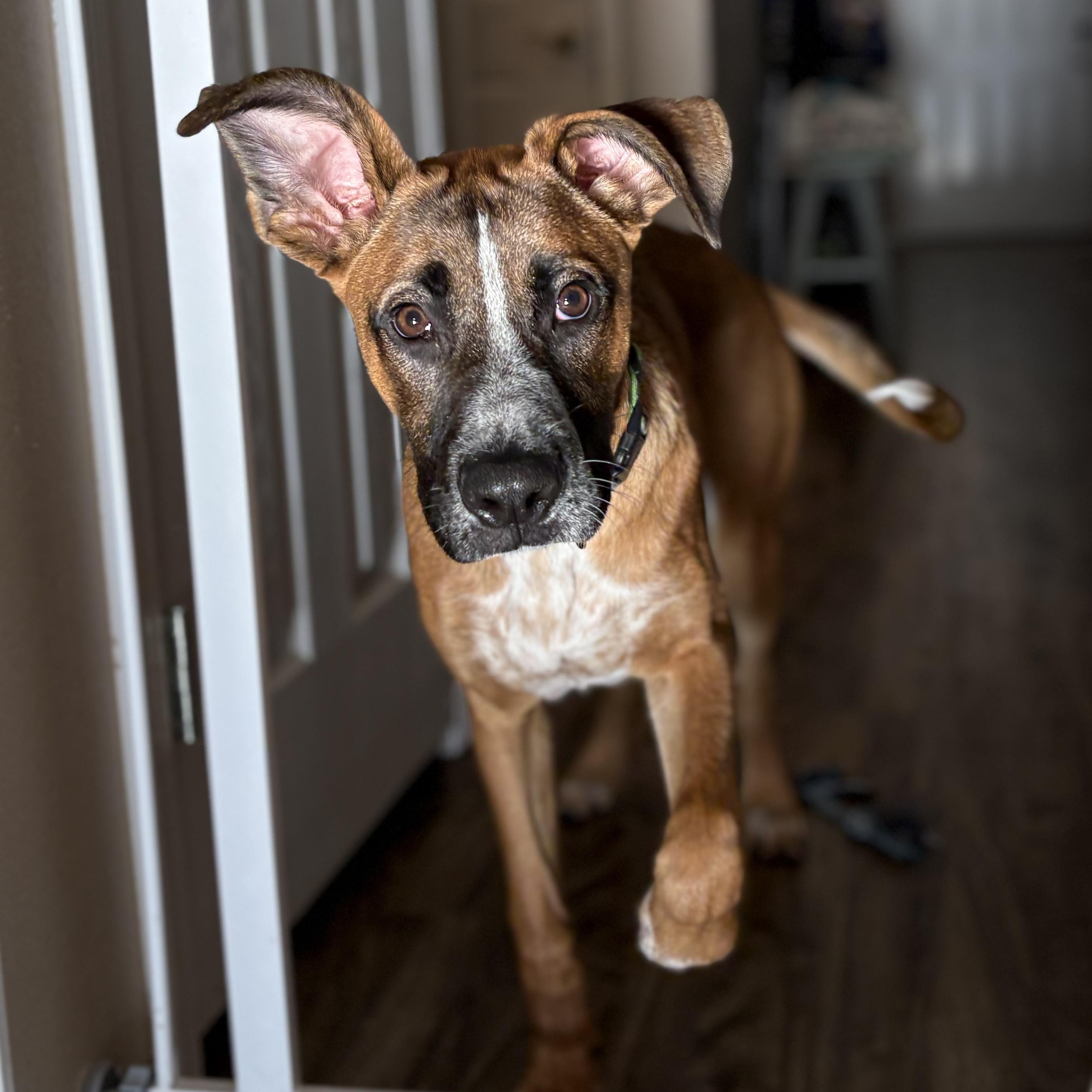 Enlarge Mister, a Adopted mixed breed in Colcord, OK image 5/6