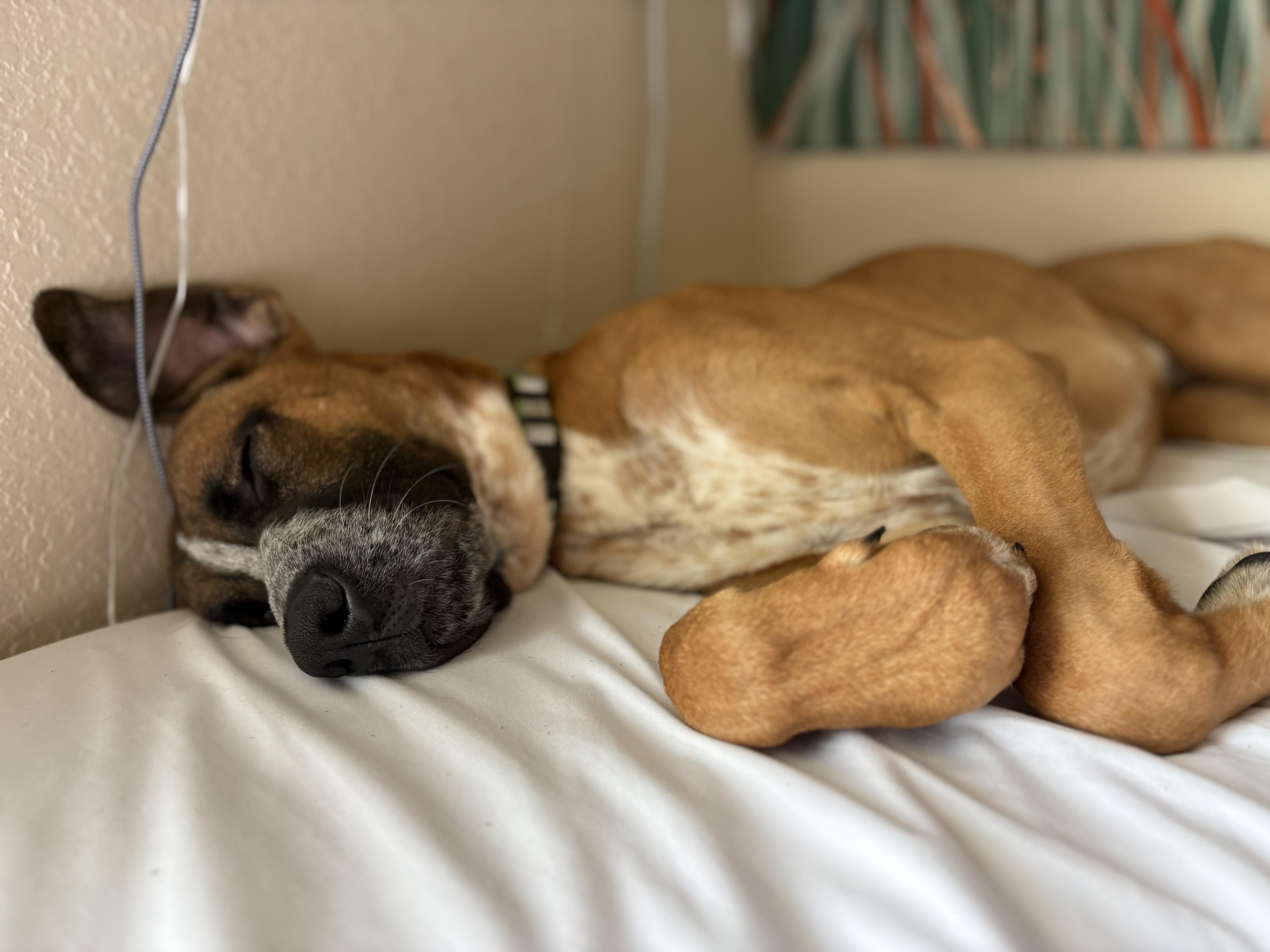 Enlarge Mister, a Adopted mixed breed in Colcord, OK image 3/6