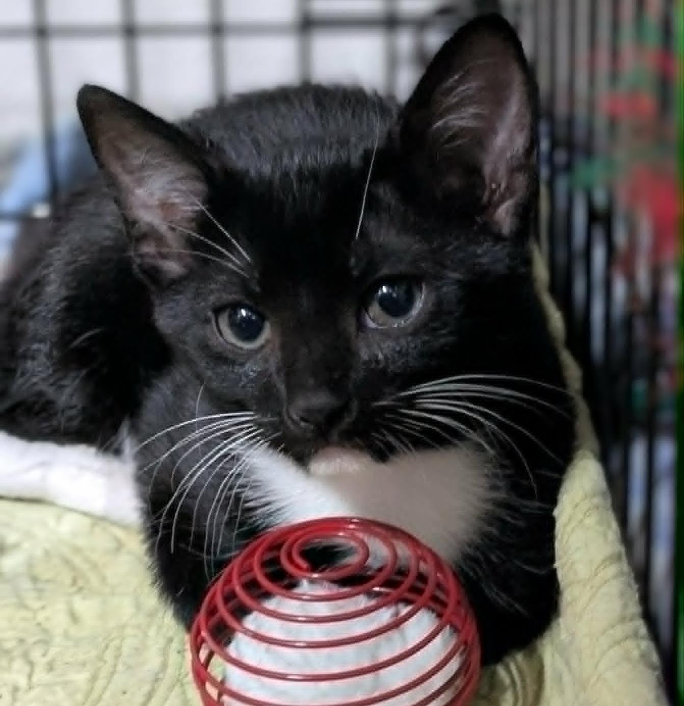 Parsely, ADOPTABLE, Kitten Female Domestic Short Hair.