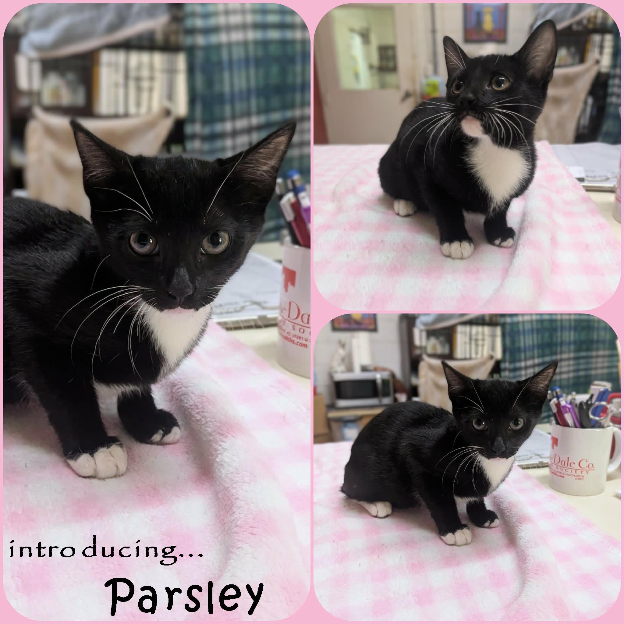 Parsely, a ADOPTABLE mixed breed in Ozark, AL image 2/2