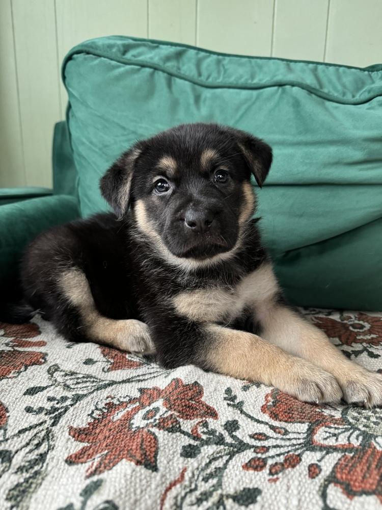Willie , a ADOPTABLE mixed breed in China Township, MI image 3/4