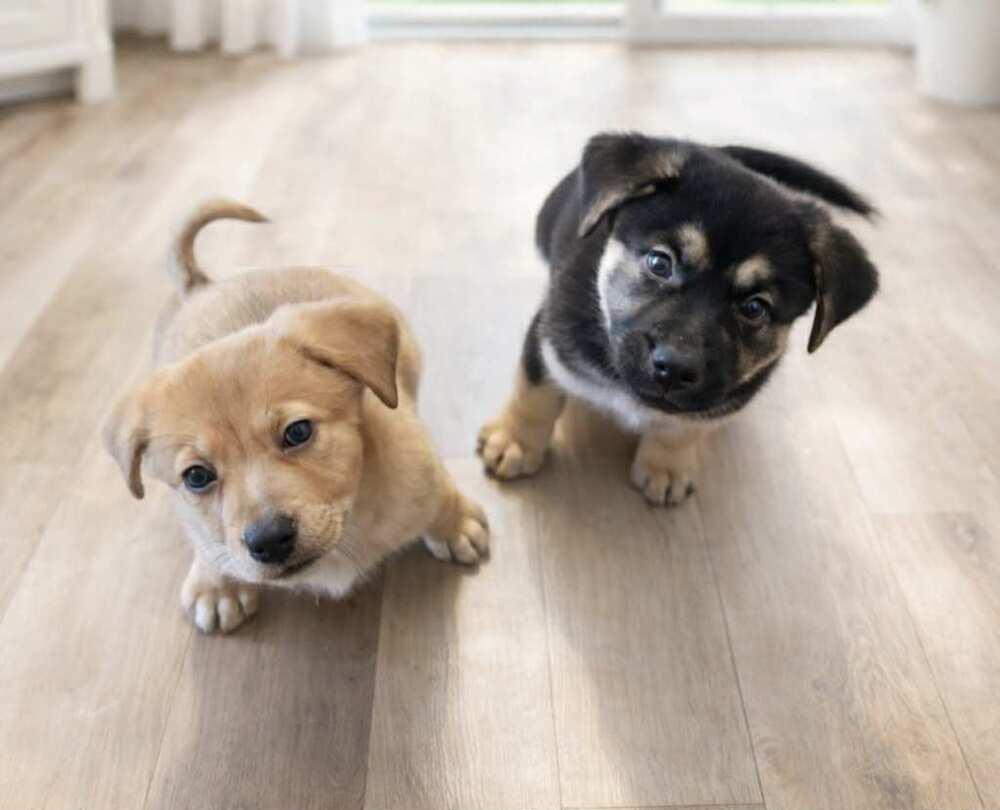 Willie , a ADOPTABLE mixed breed in China Township, MI image 2/4