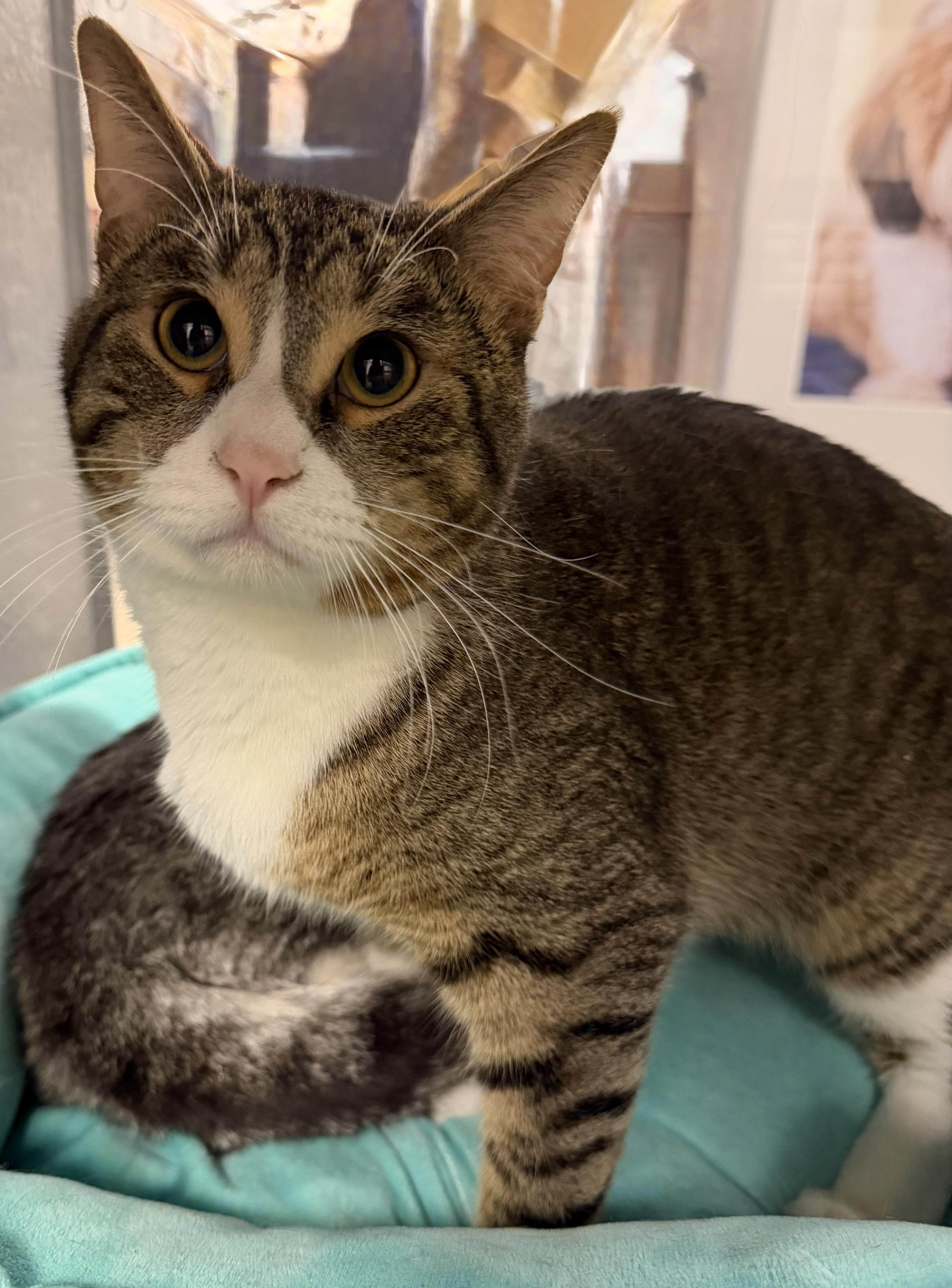 Will, a Adoptable Domestic Short Hair in Pickering, ON image 2/2