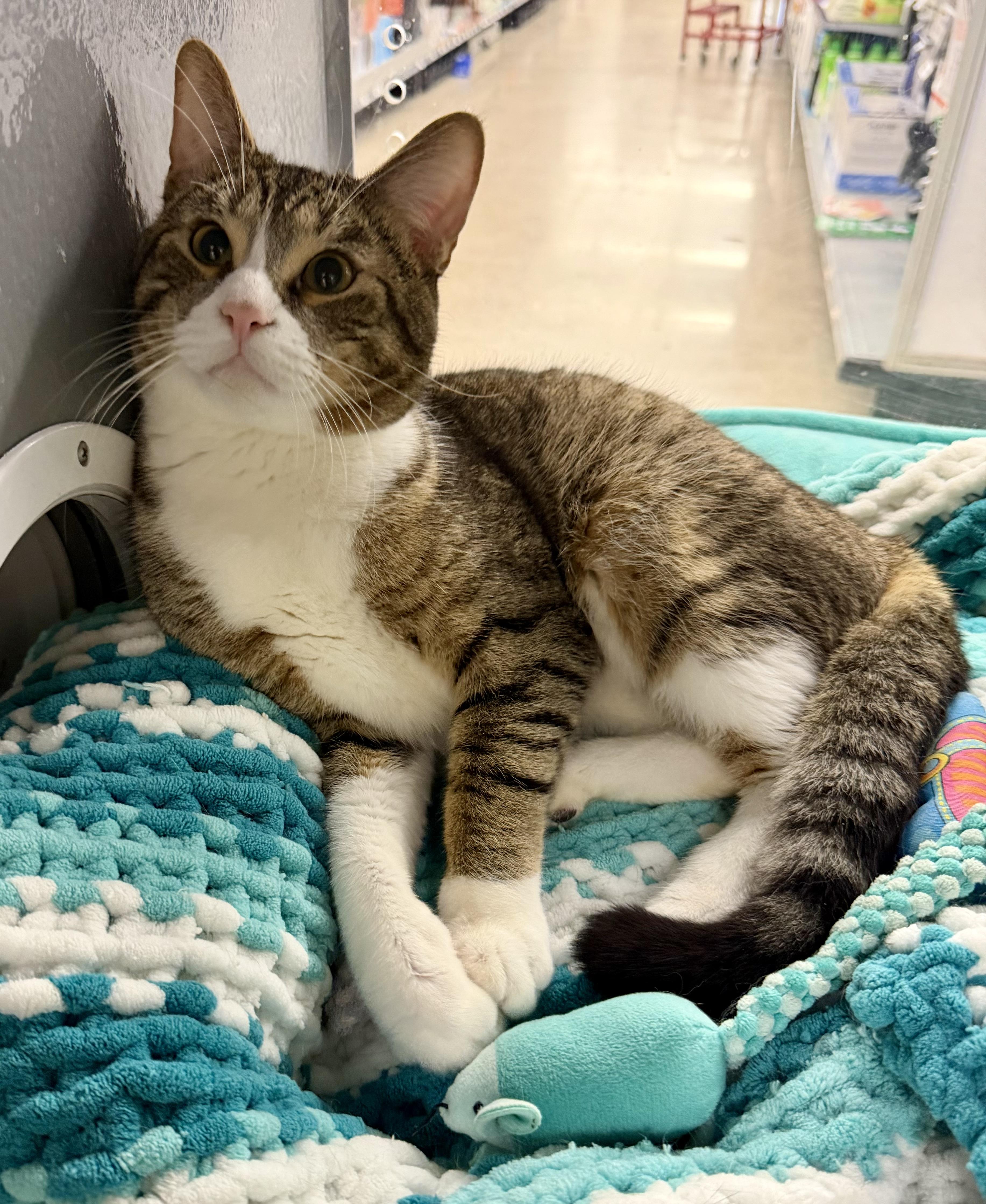 Will, a Adoptable Domestic Short Hair in Pickering, ON image 1/2