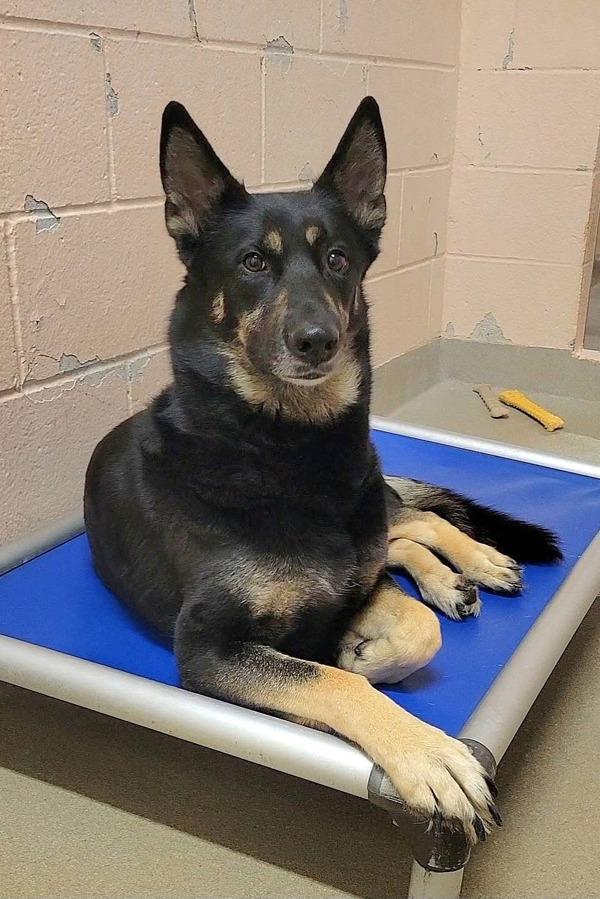 Luna, Adoptable, Adult Female Shepherd & Chow Chow.