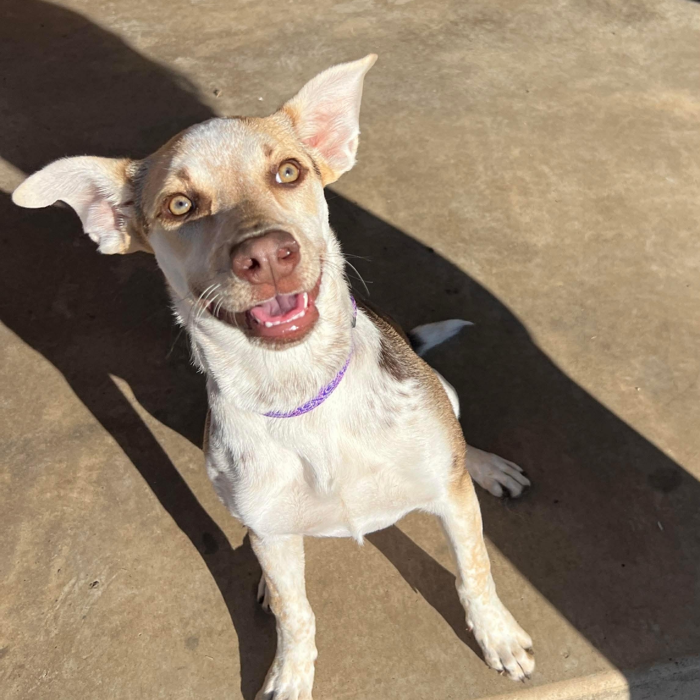 Bunny — thumbnail 4