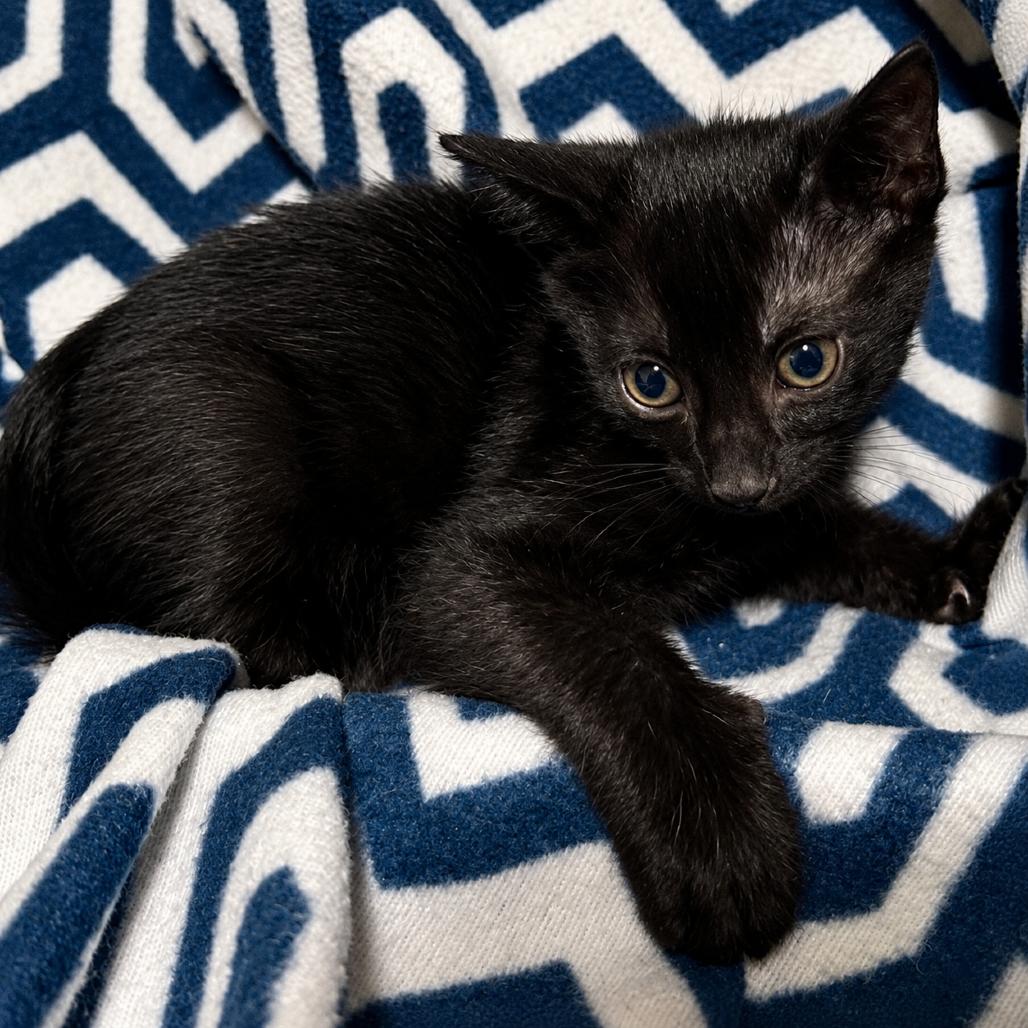 Dealer, Adoptable, Young Male Domestic Short Hair.