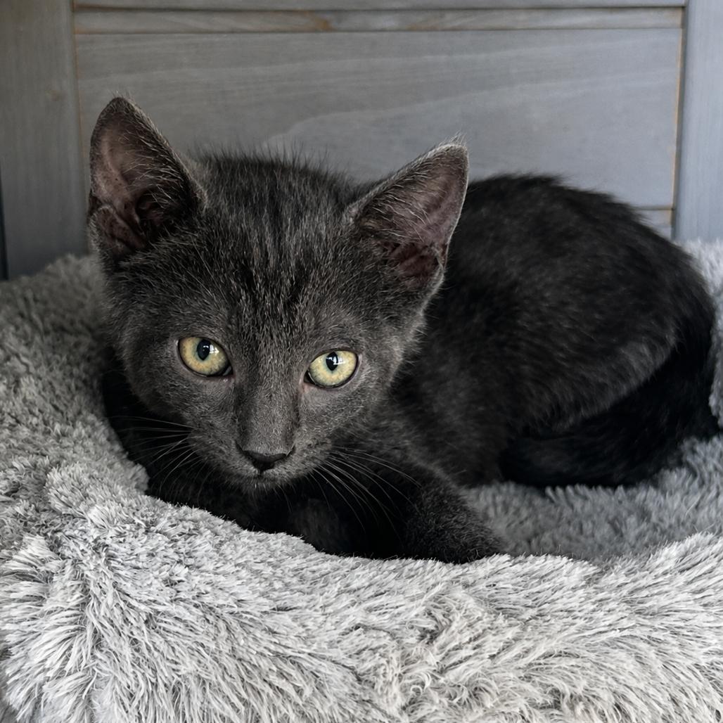 Enlarge Dealer, a Adoptable Domestic Short Hair in Boerne, TX image 2/2