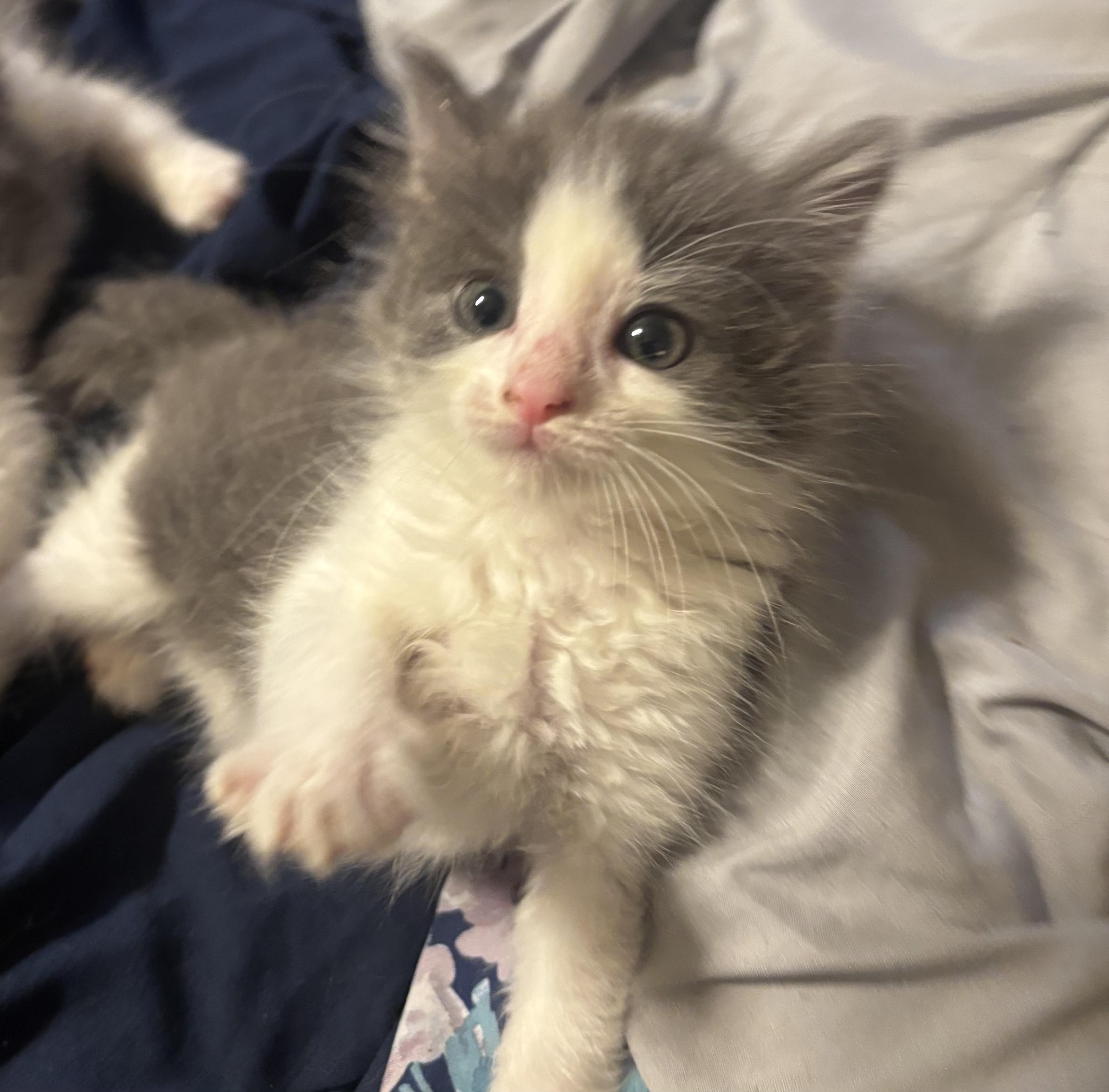 Barb, ADOPTABLE, Kitten Female Domestic Short Hair.