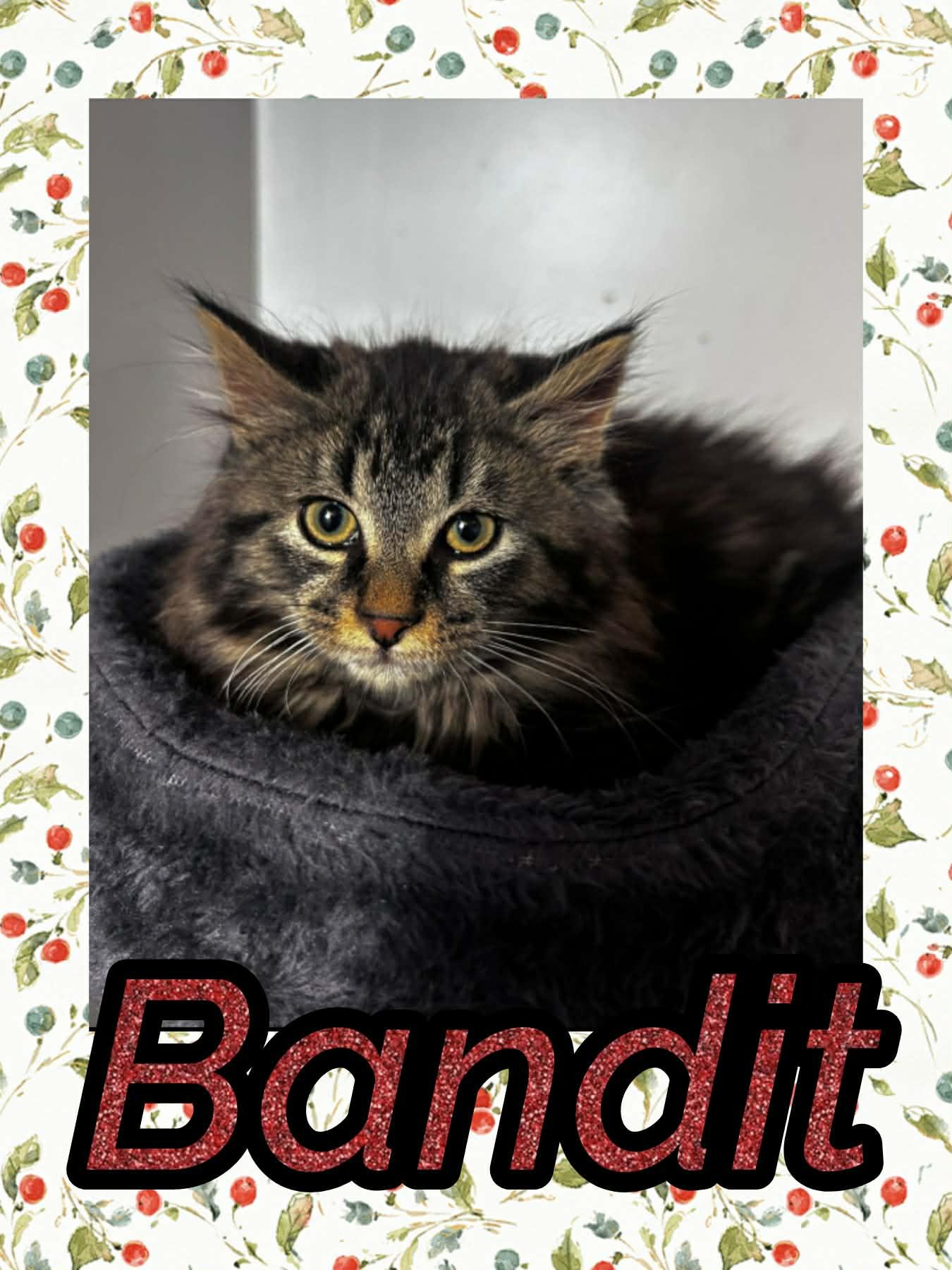 Bandit, adopted, Kitten Male Domestic Long Hair.