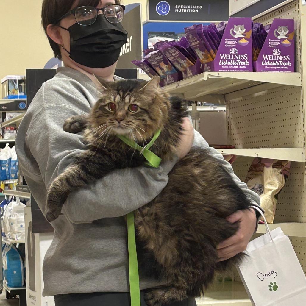Enlarge Doug, a Adoptable Domestic Long Hair in Brevard, NC image 1/3