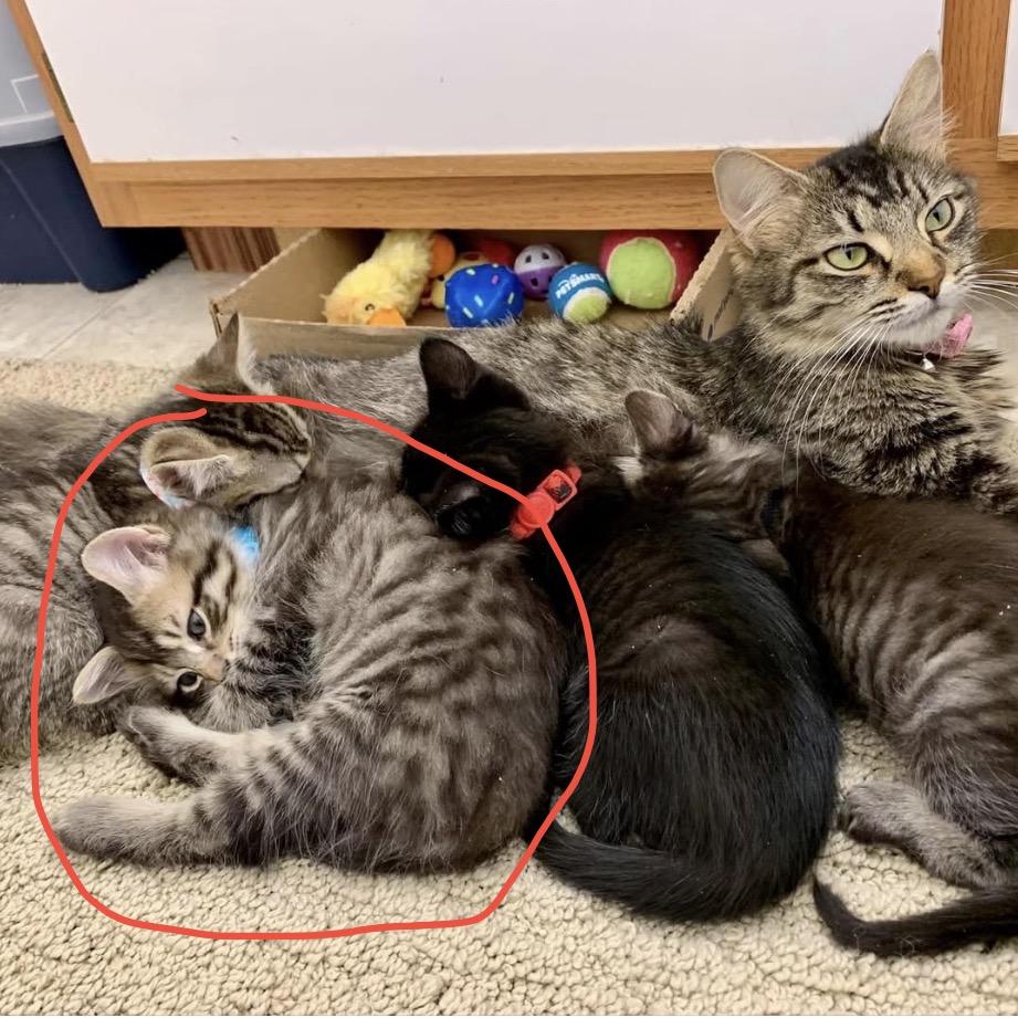 Enlarge Doug, a Adoptable Domestic Long Hair in Brevard, NC image 2/3