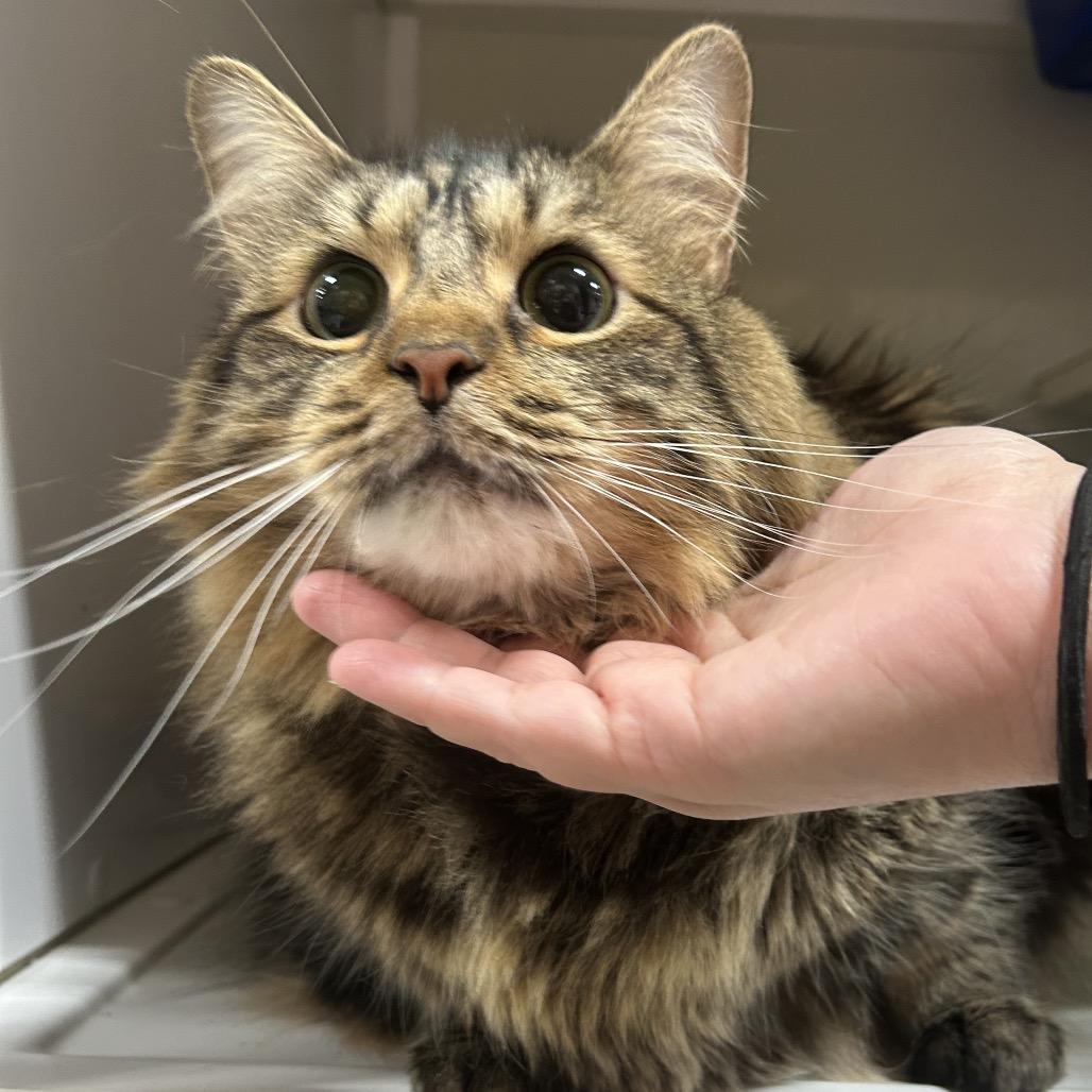 Enlarge Doug, a Adoptable Domestic Long Hair in Brevard, NC image 3/3