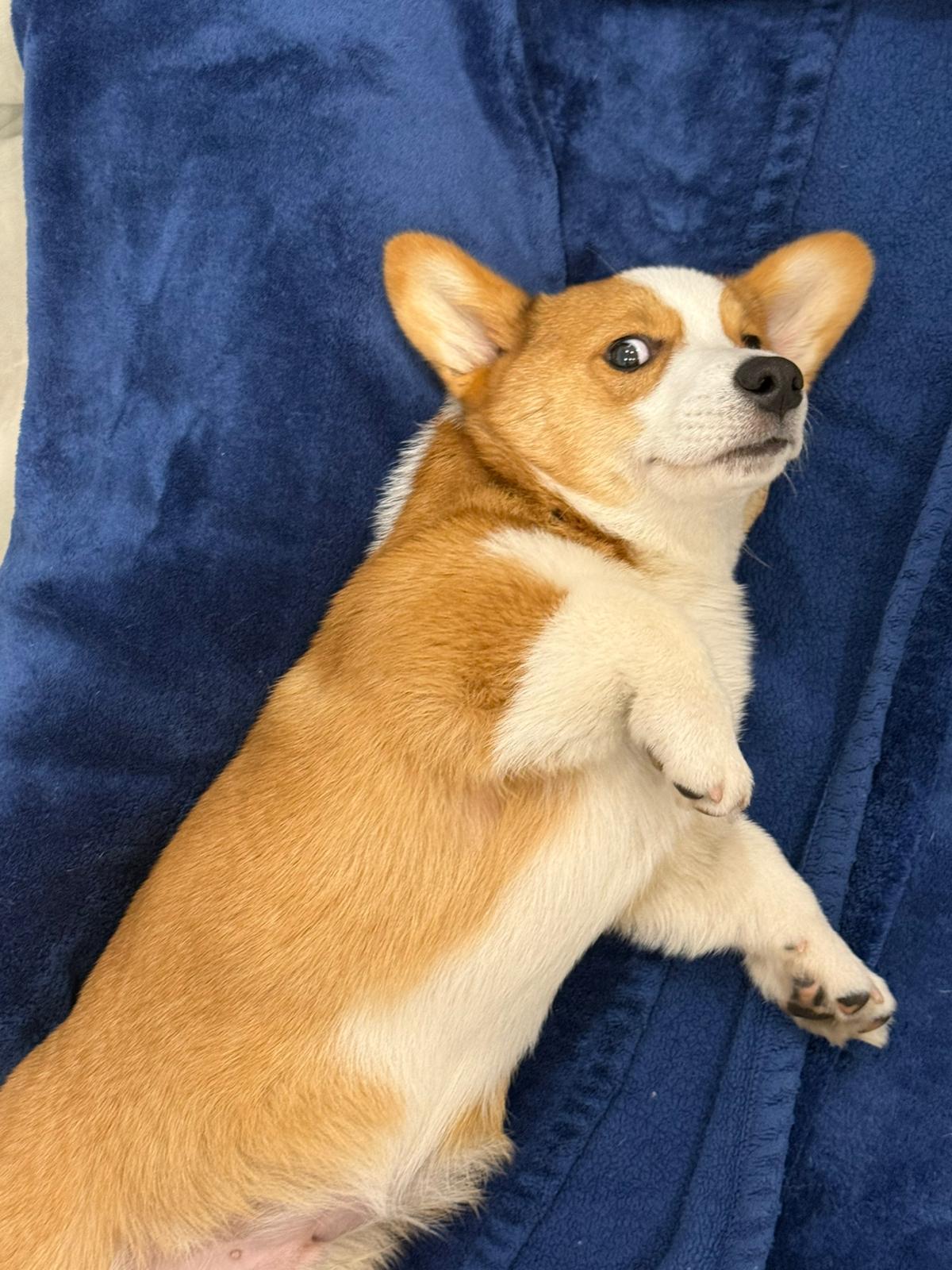 Enlarge Queso, a ADOPTABLE Pembroke Welsh Corgi in Pointe-Claire, QC image 2/6