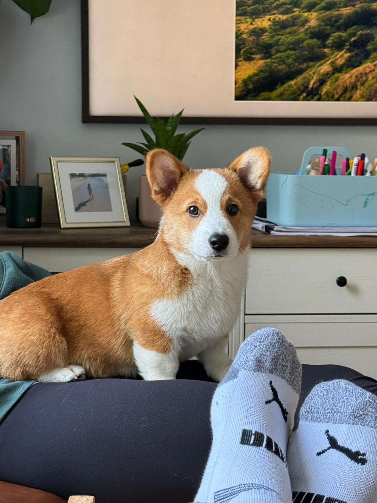 Enlarge Queso, a ADOPTABLE Pembroke Welsh Corgi in Pointe-Claire, QC image 4/6