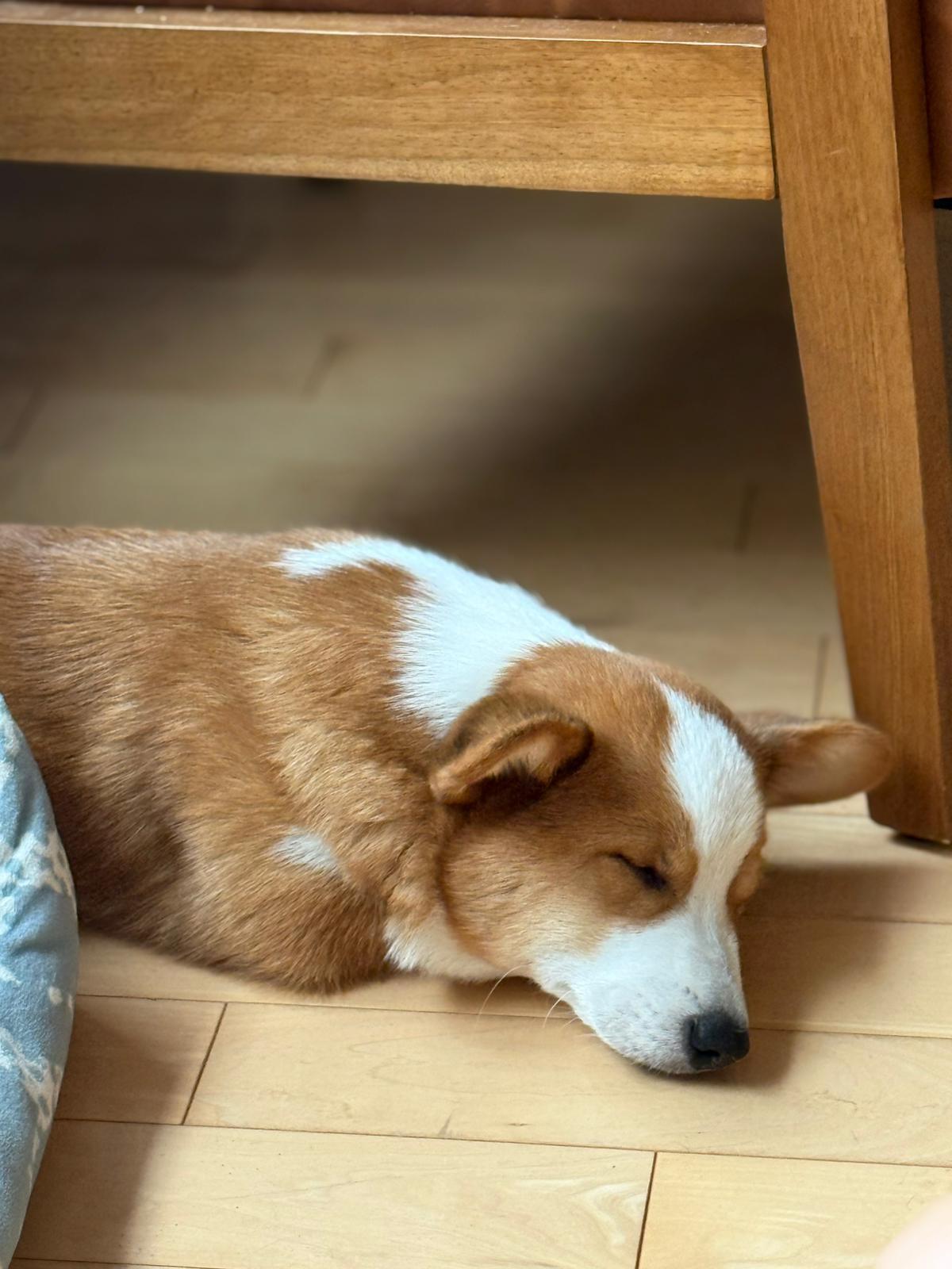 Enlarge Queso, a ADOPTABLE Pembroke Welsh Corgi in Pointe-Claire, QC image 5/6