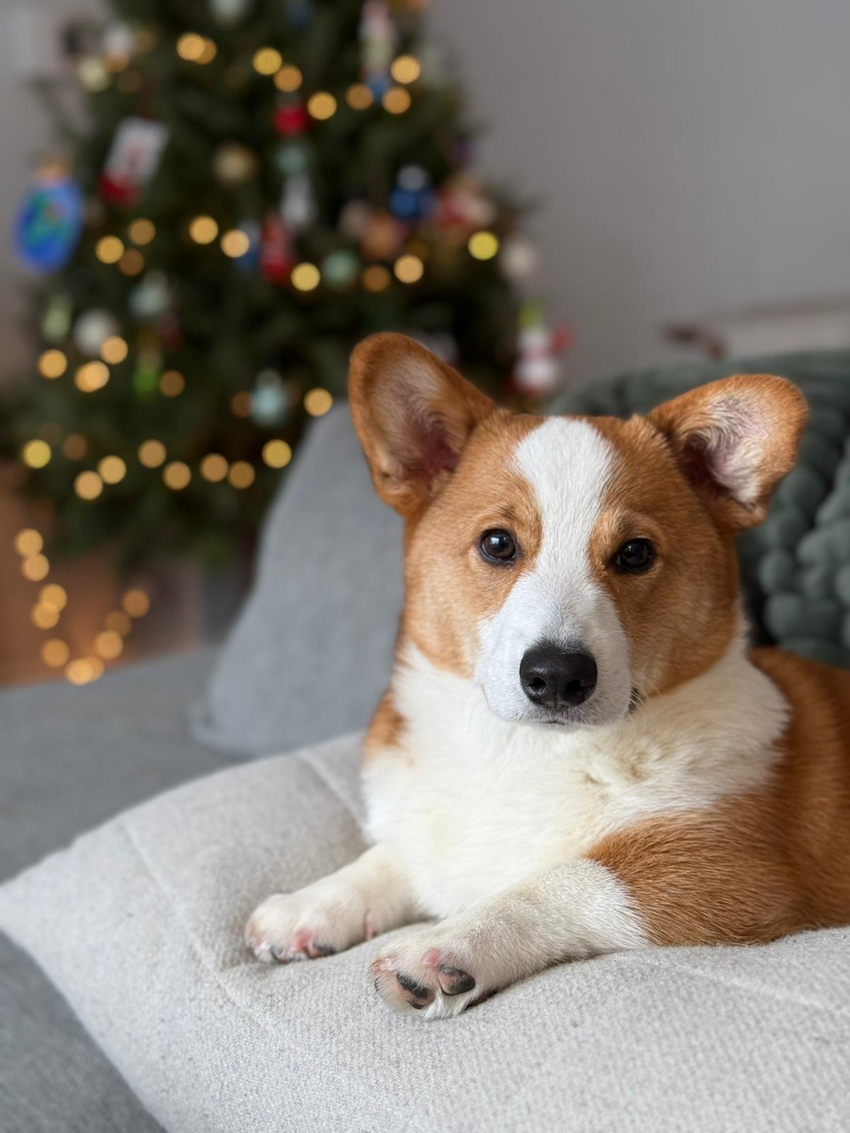 Enlarge Queso, a ADOPTABLE Pembroke Welsh Corgi in Pointe-Claire, QC image 6/6