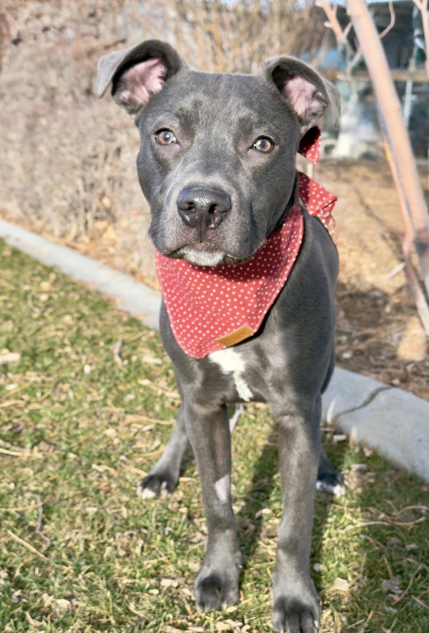 Zephyr, adoptable, Young Male Pit Bull Terrier.