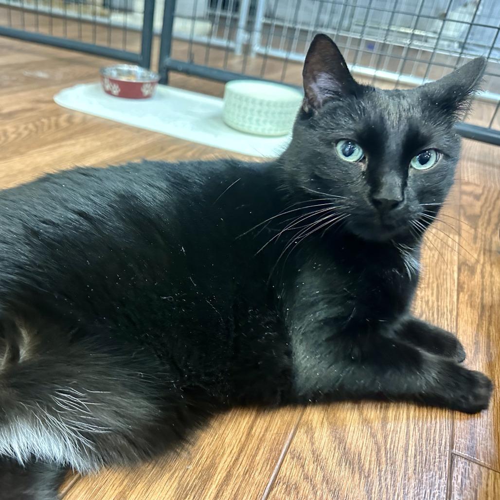 Oreo, Adoptable, Senior Male Domestic Short Hair.