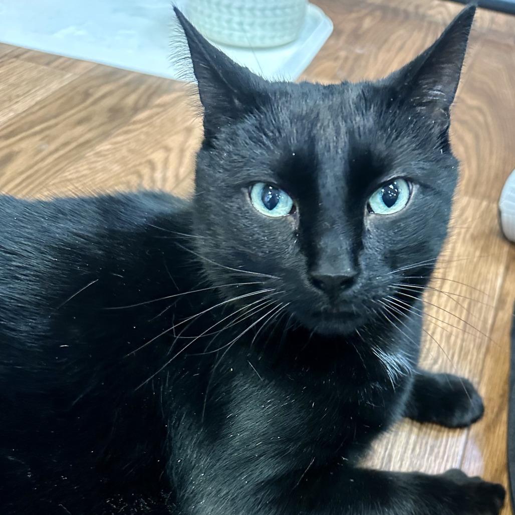 Enlarge Oreo, a Adoptable Domestic Short Hair in Saratoga Springs, NY image 2/2