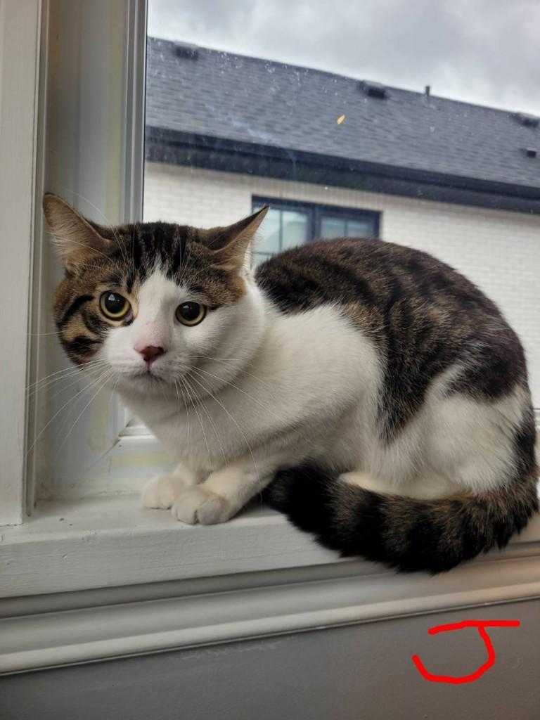 Jake bonded with Finn, an adopted Tabby in Hamilton, ON image 2/3