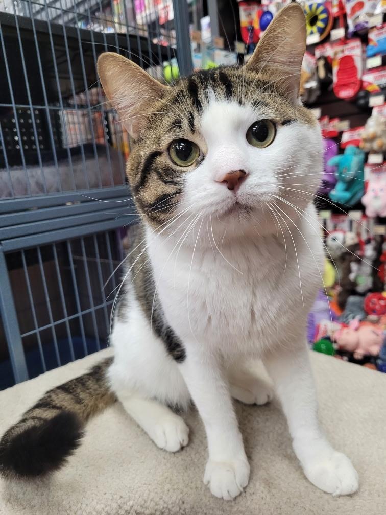 Jake bonded with Finn, an adopted Tabby in Hamilton, ON image 1/3