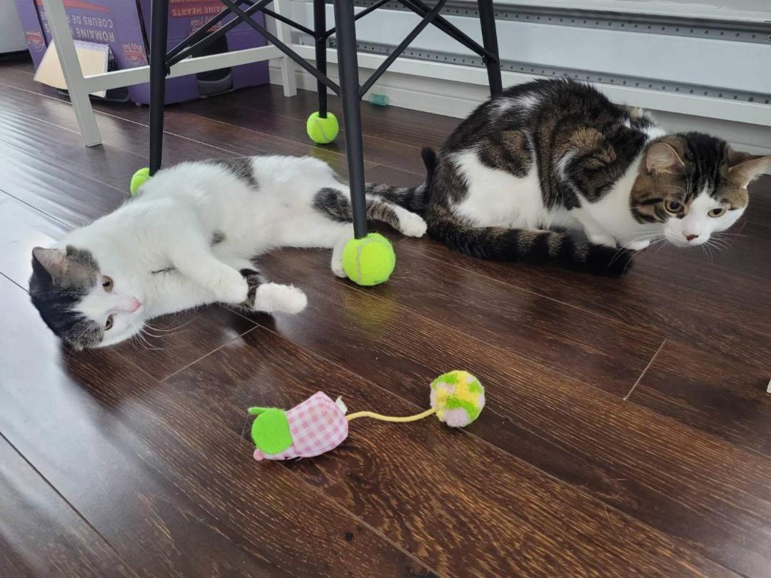 Jake bonded with Finn, an adopted Tabby in Hamilton, ON image 3/3