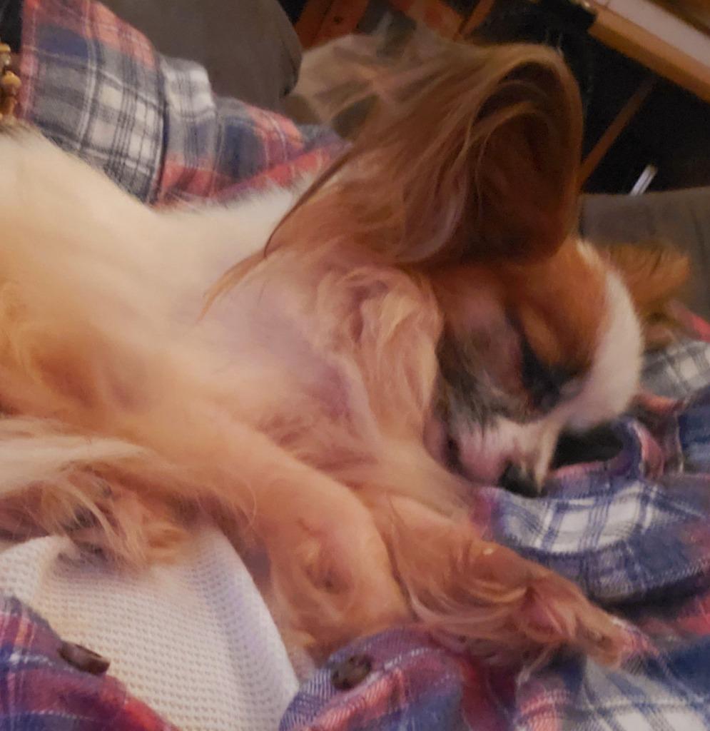 Enlarge Opie, a Adopted Papillon in Owatonna, MN image 1/6